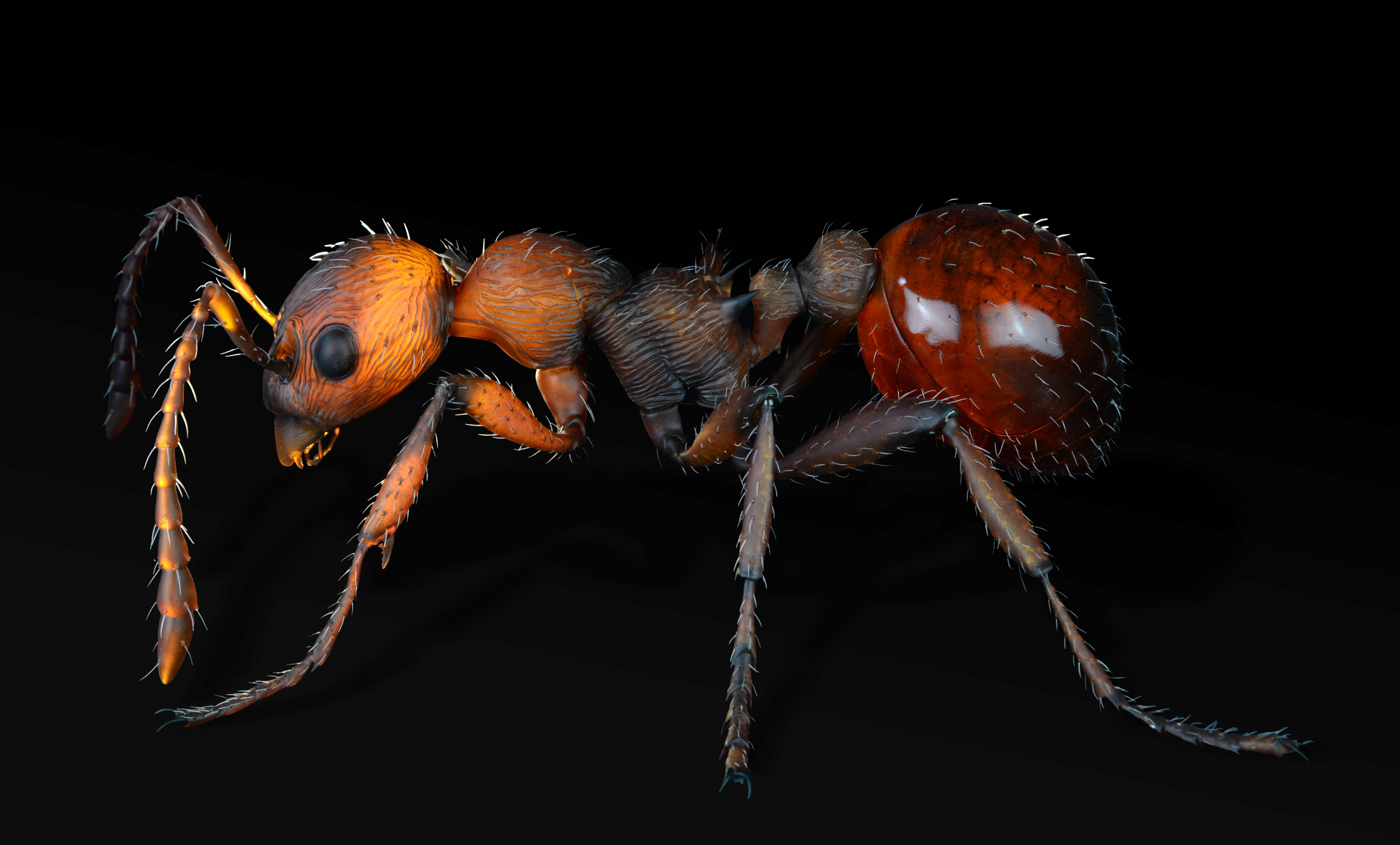 Rote Gartenameise - Myrimica rubra - common red ant - 50 cm 