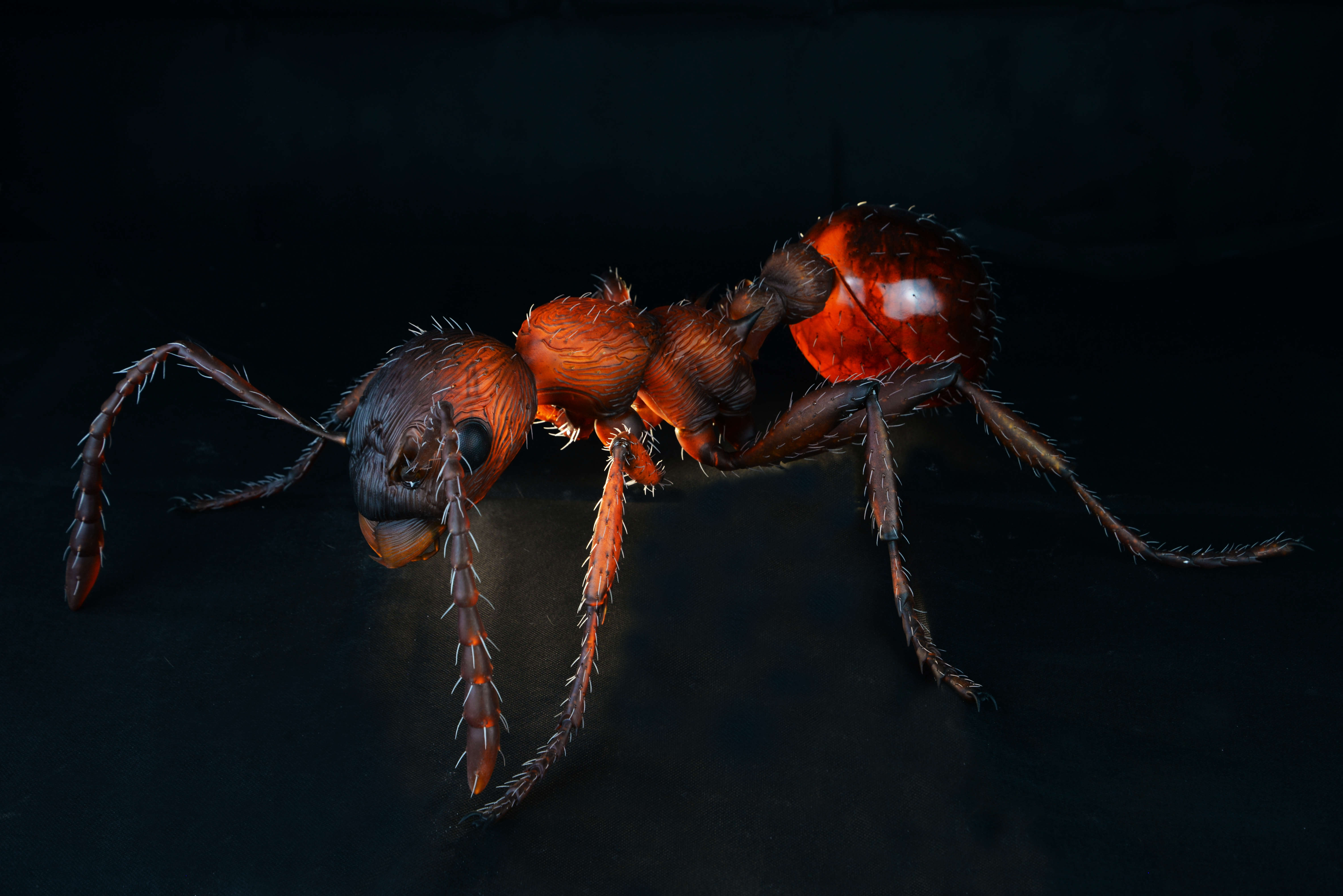 Rote Gartenameise - Myrimica rubra - common red ant - 50 cm 
