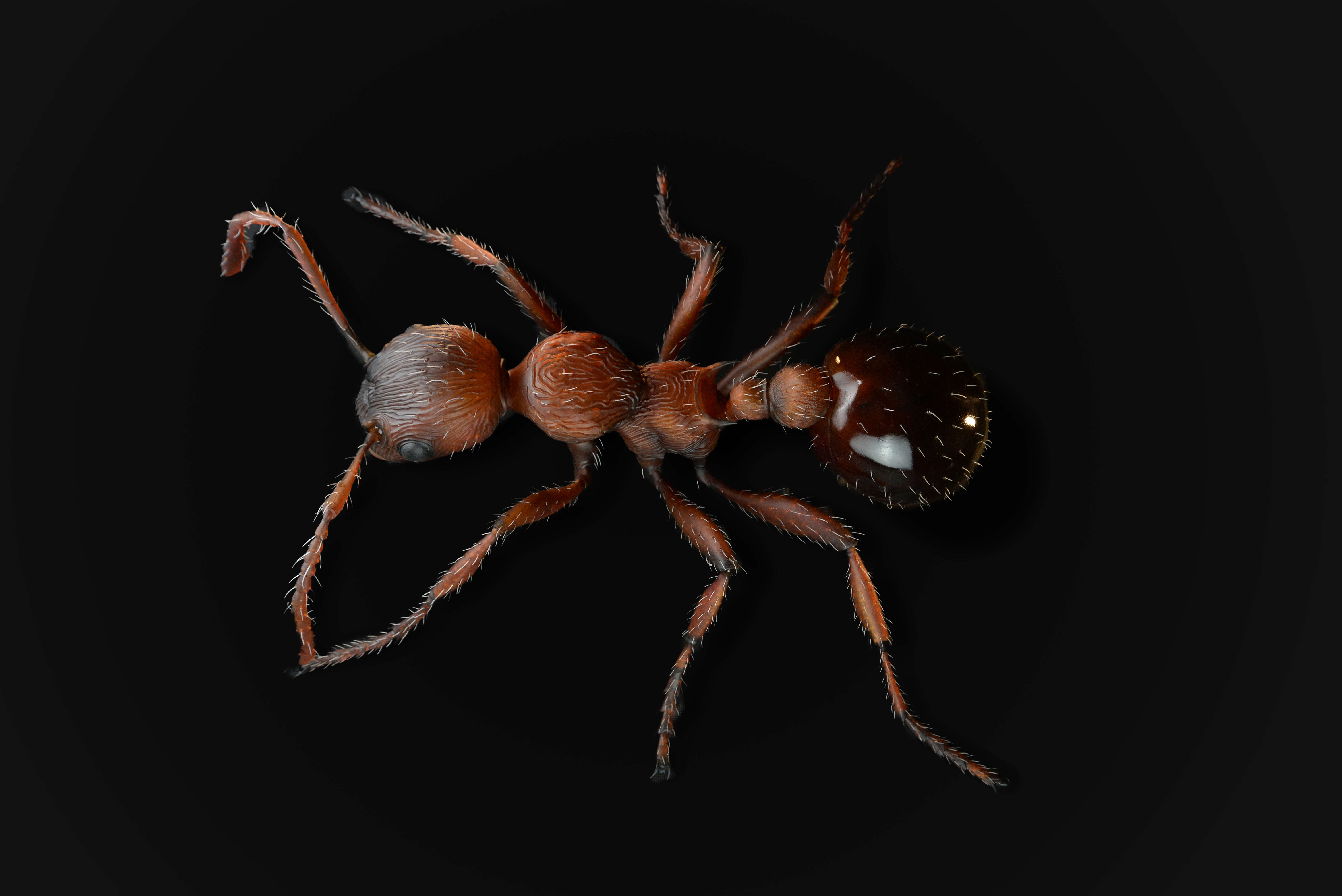 Rote Gartenameise - Myrimica rubra - common red ant - 50 cm 