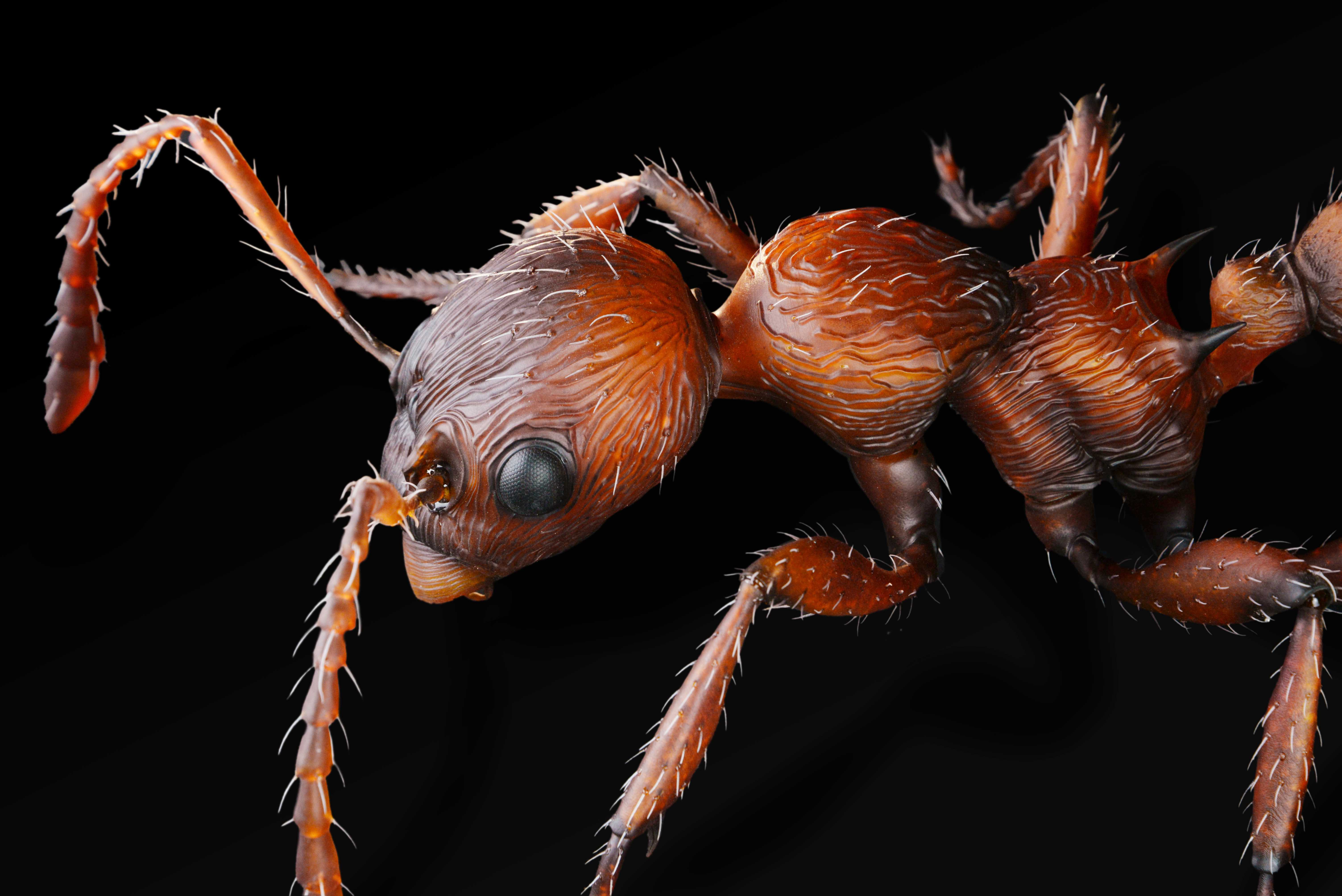 Rote Gartenameise - Myrimica rubra - common red ant - 50 cm 