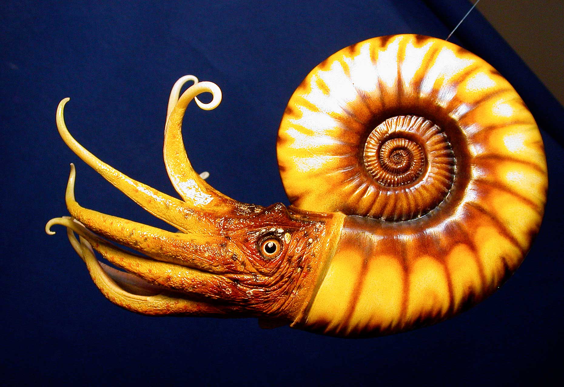 Ammonit 1 • Ammonit • Ammonid - 45 cm 