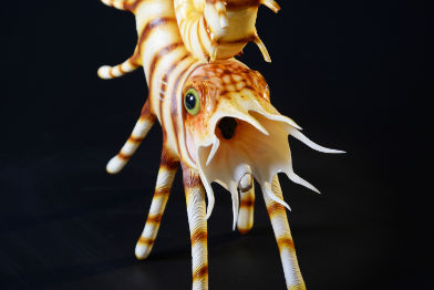 Ammonit - Pseudaspidoceras flexuosum - 60 cm