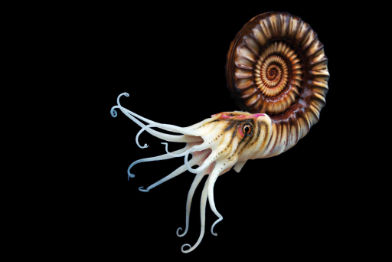 Ammonit 1 • Ammonit • Ammonid - 45 cm