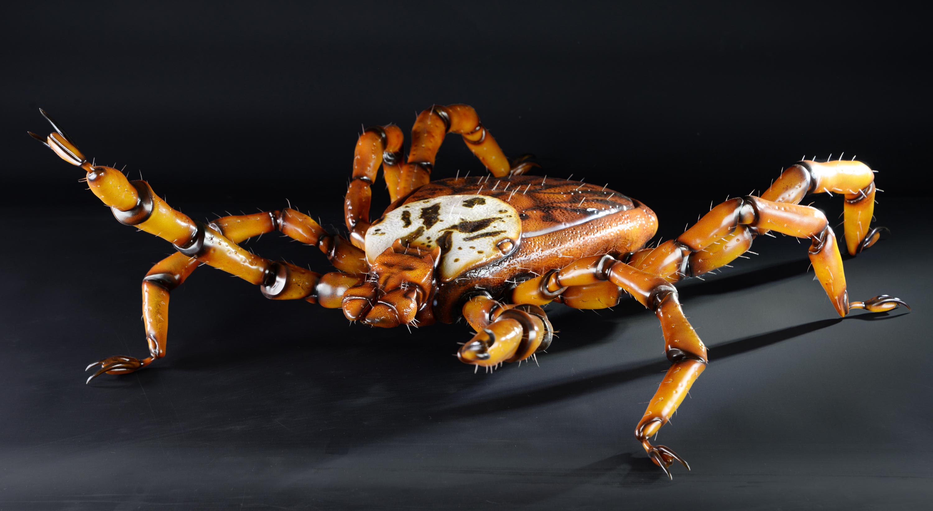 Auwaldzecke • Ornate cow tick • Dermacentor reticulatus&nbsp;- 65cm 