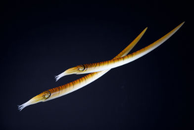 Ammonit • Baculites • Baculites - 70 cm