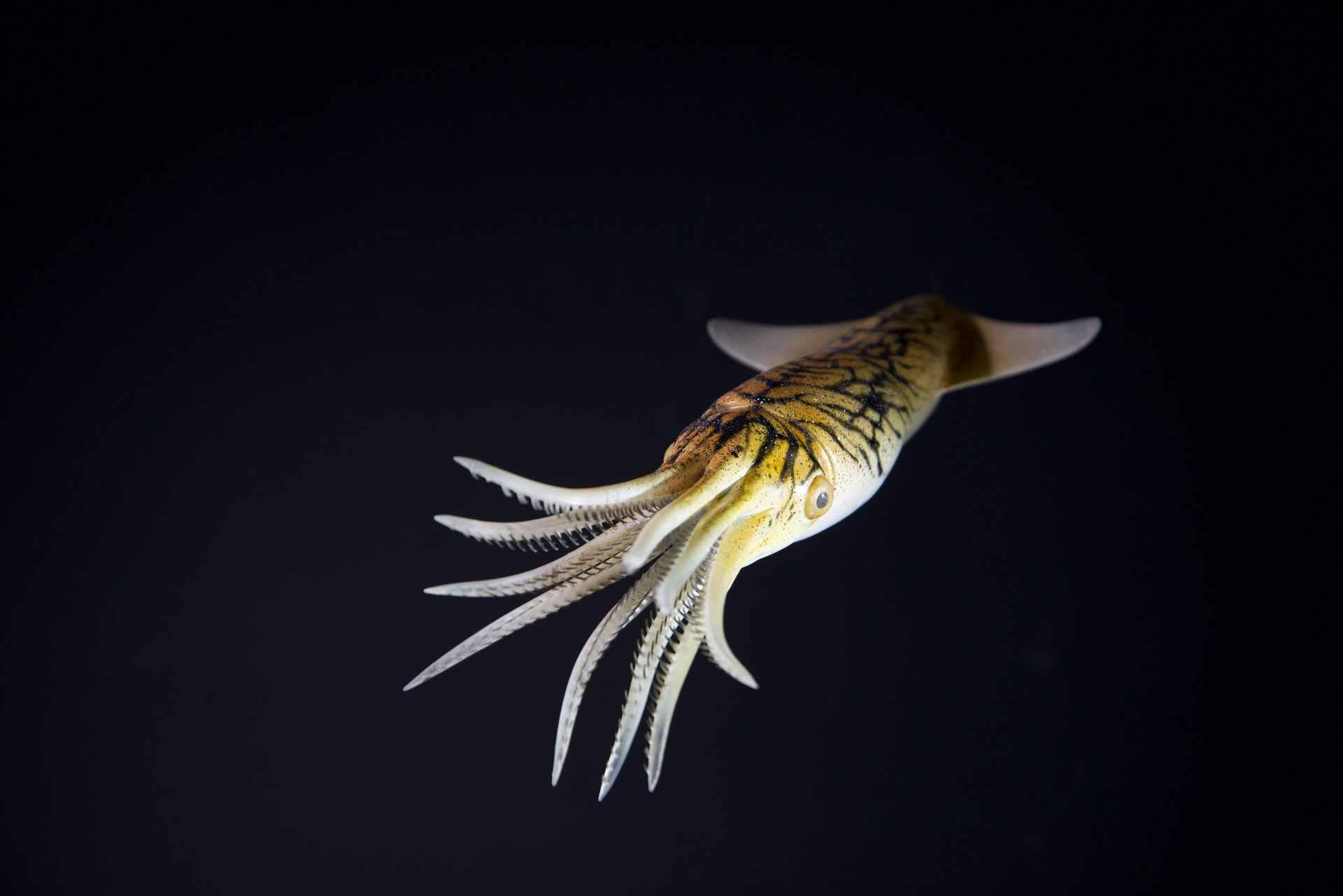 Belemnit • Belemnella • Belemnella sp. - 50 cm 