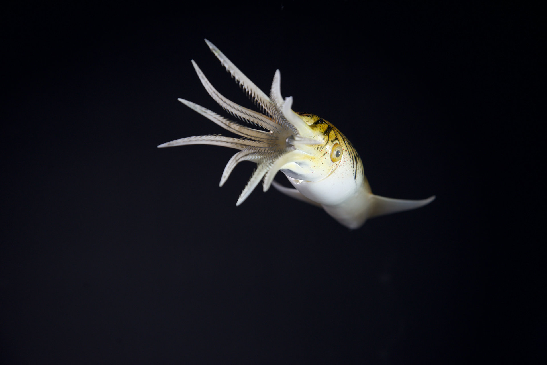 Belemnit • Belemnella • Belemnella sp. - 50 cm 