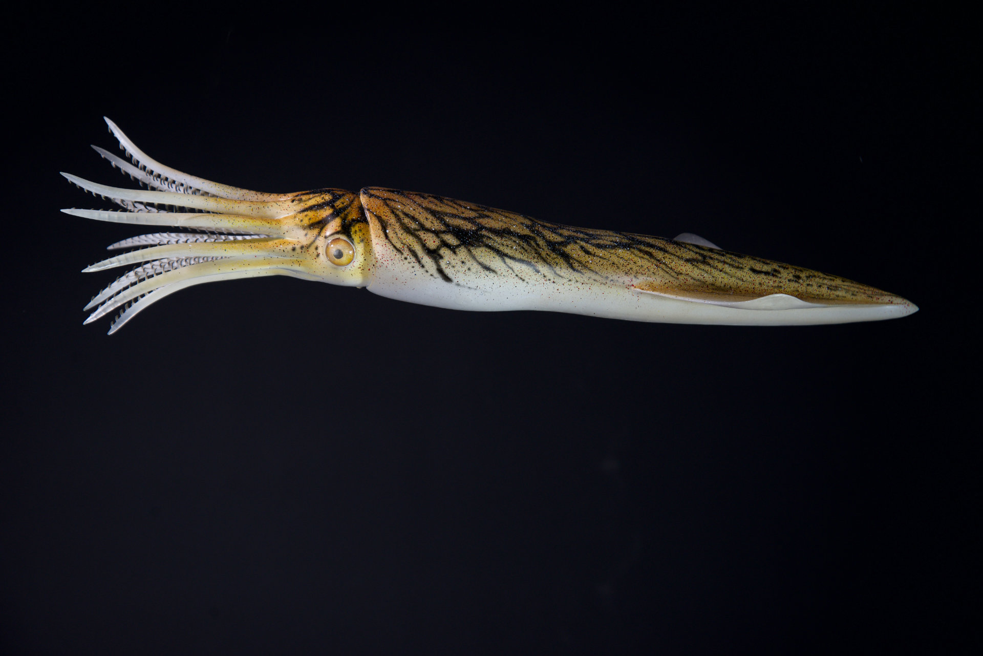 Belemnit • Belemnella • Belemnella sp. - 50 cm 