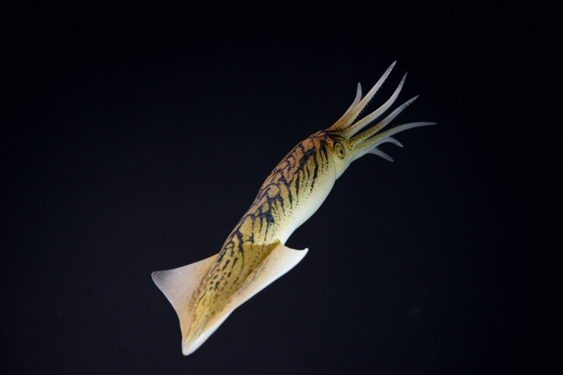 Belemnit • Belemnella • Belemnella sp. - 50 cm 