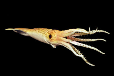 Belemnit • Belemnella • Belemnella sp. - 40 cm