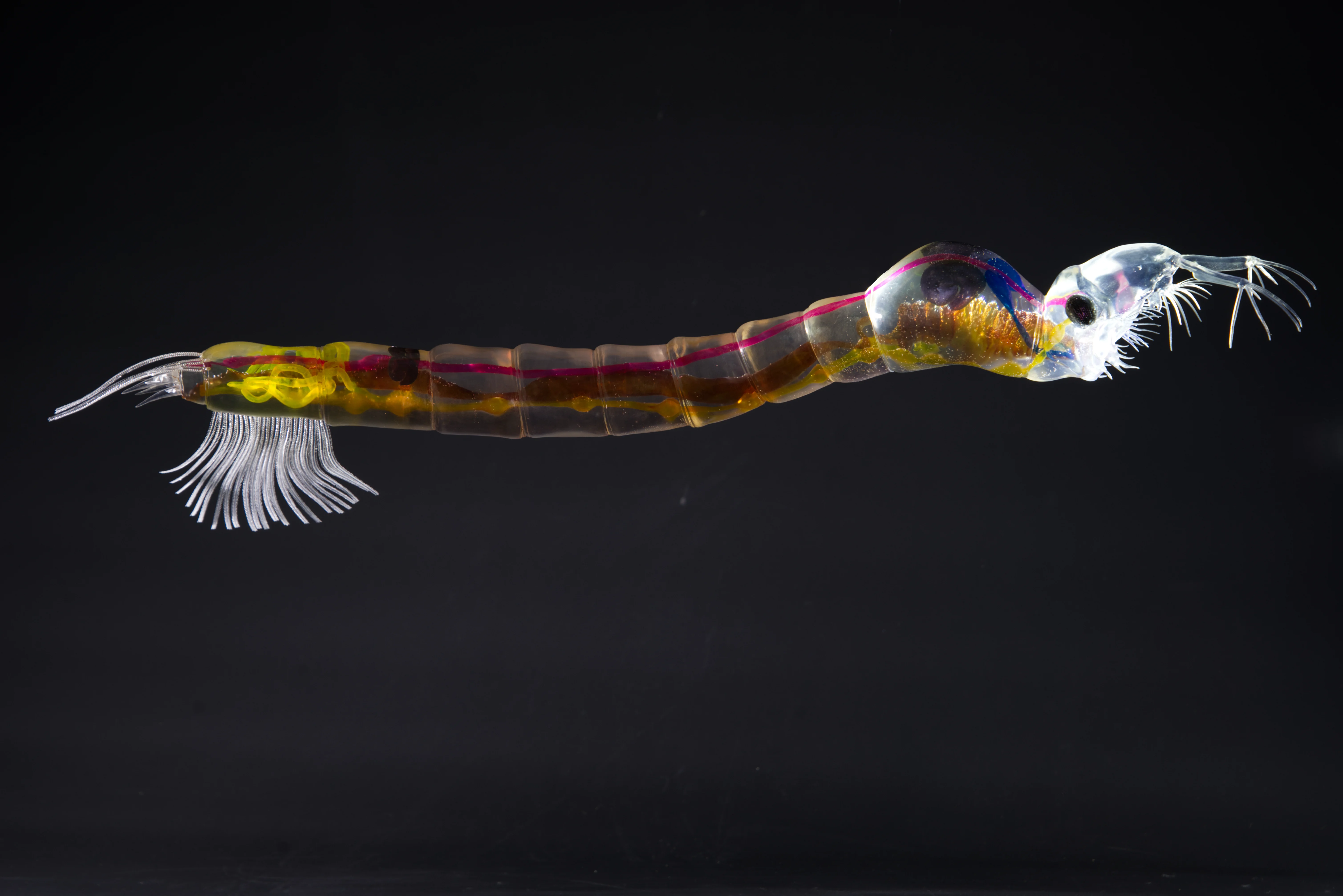 Büschelmückenlarve • Chaoboridae • phantom • midges • 45 cm