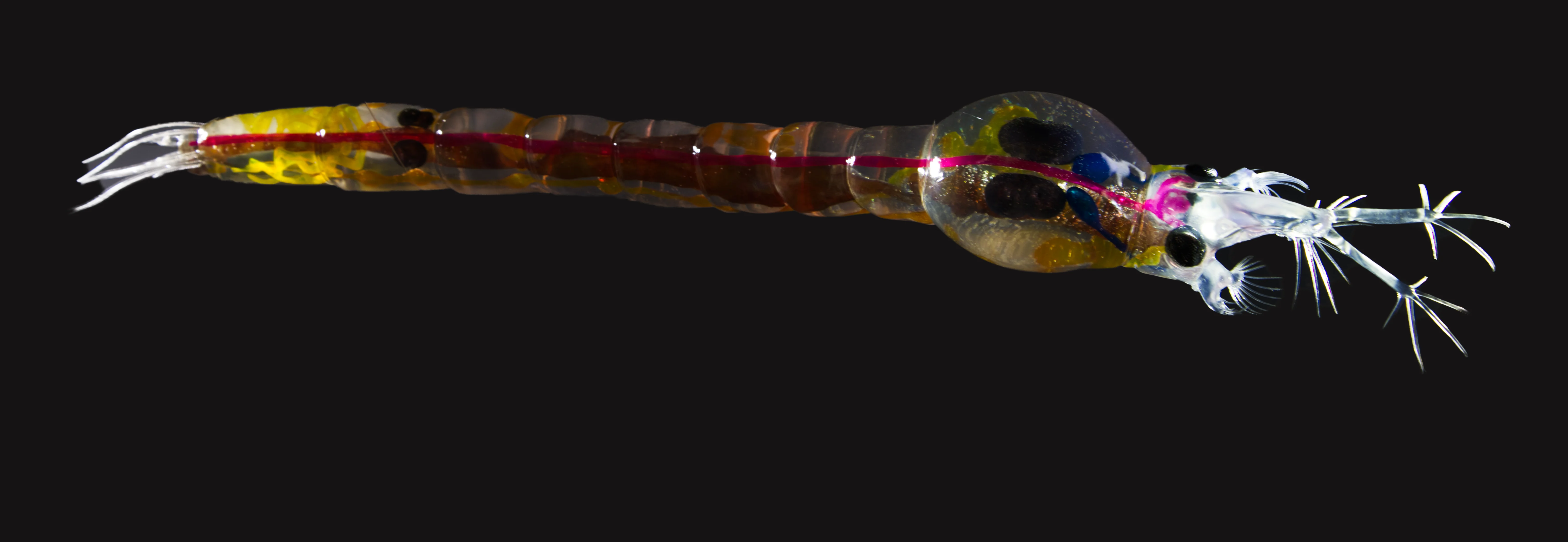 Büschelmückenlarve • Chaoboridae • phantom • midges • 45 cm