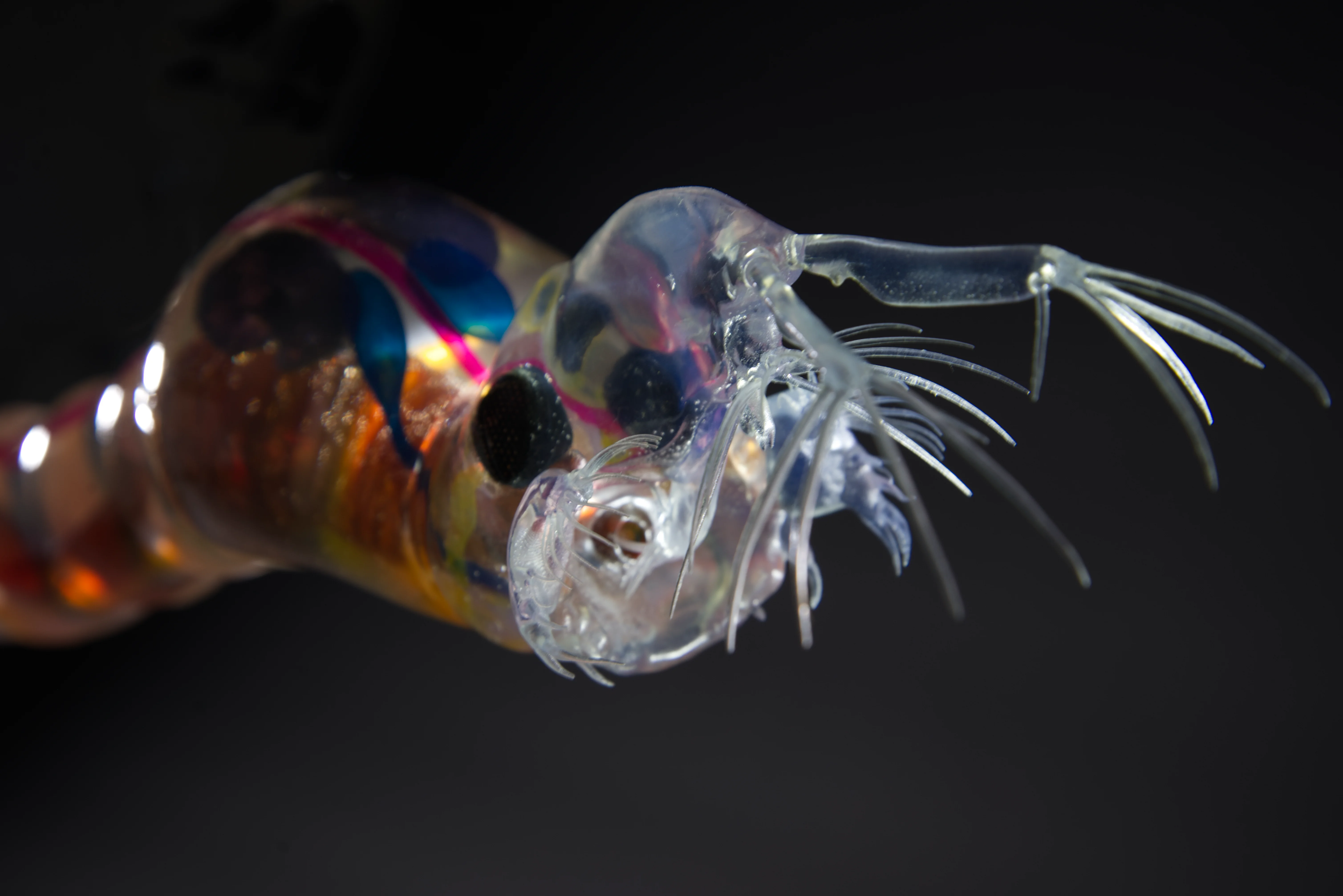 Büschelmückenlarve • Chaoboridae • phantom • midges • 45 cm