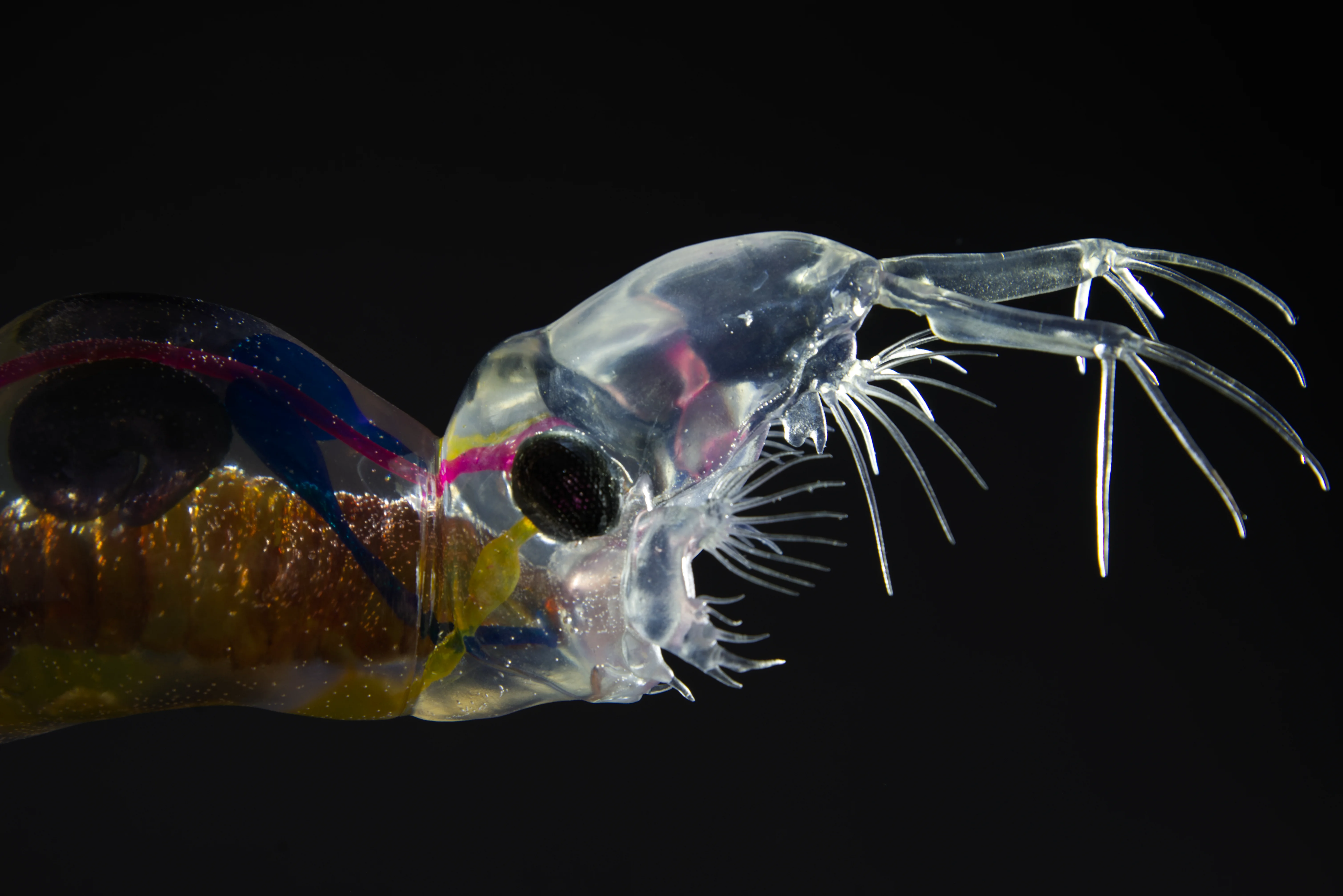 Büschelmückenlarve • Chaoboridae • phantom • midges • 45 cm