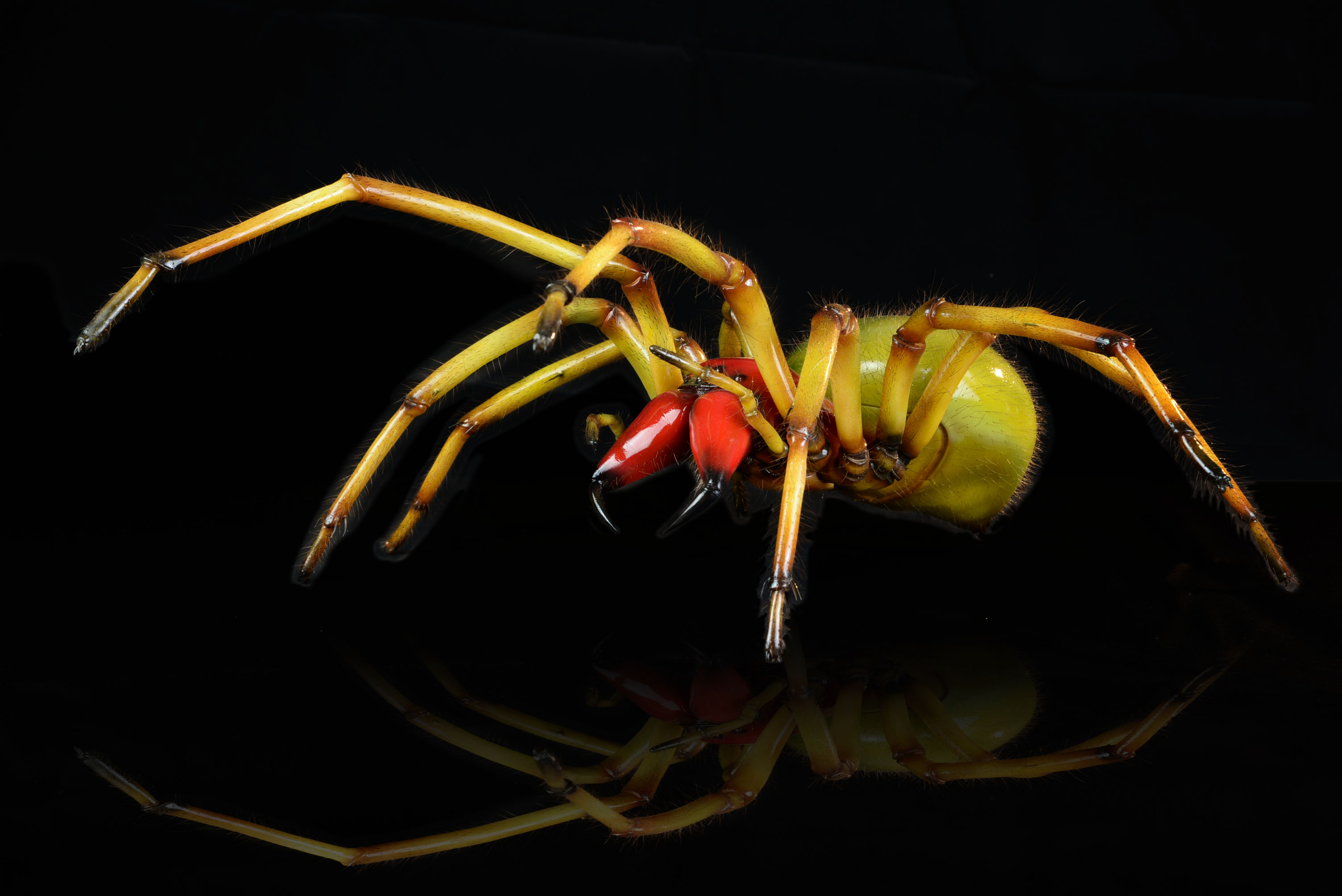 Dornfingerspinne • Yellow sac spiders • Cheiracanthium&nbsp;- 70cm 