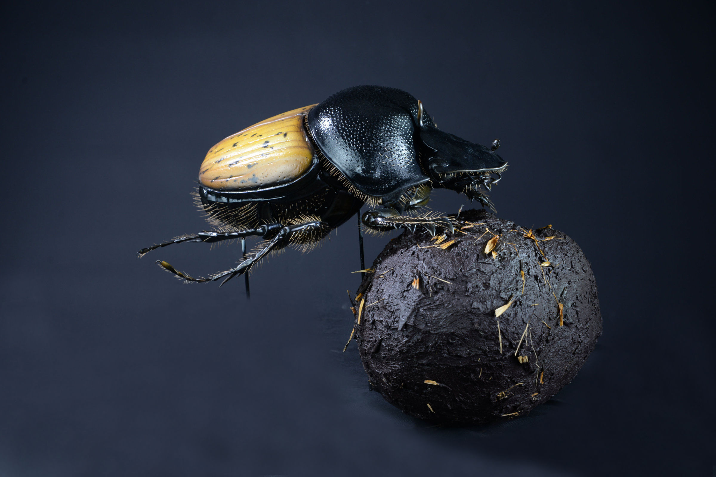 Insektenmodell,Dungkäfer,Dung,beetle,Onthophagus,gibbulus,45,cm