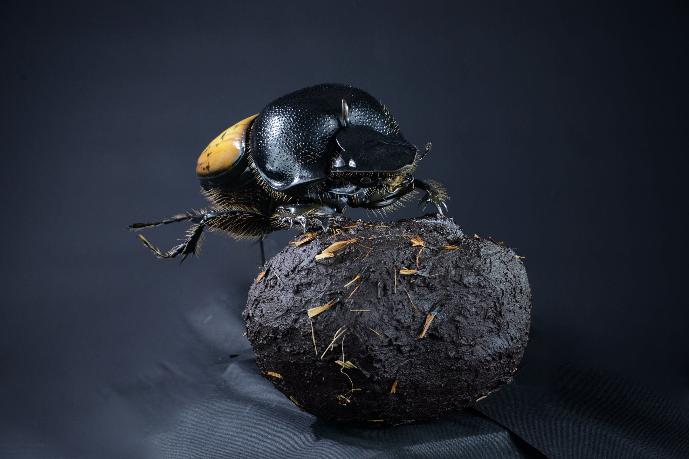 Insektenmodell,Dungkäfer,Dung,beetle,Onthophagus,gibbulus,45,cm