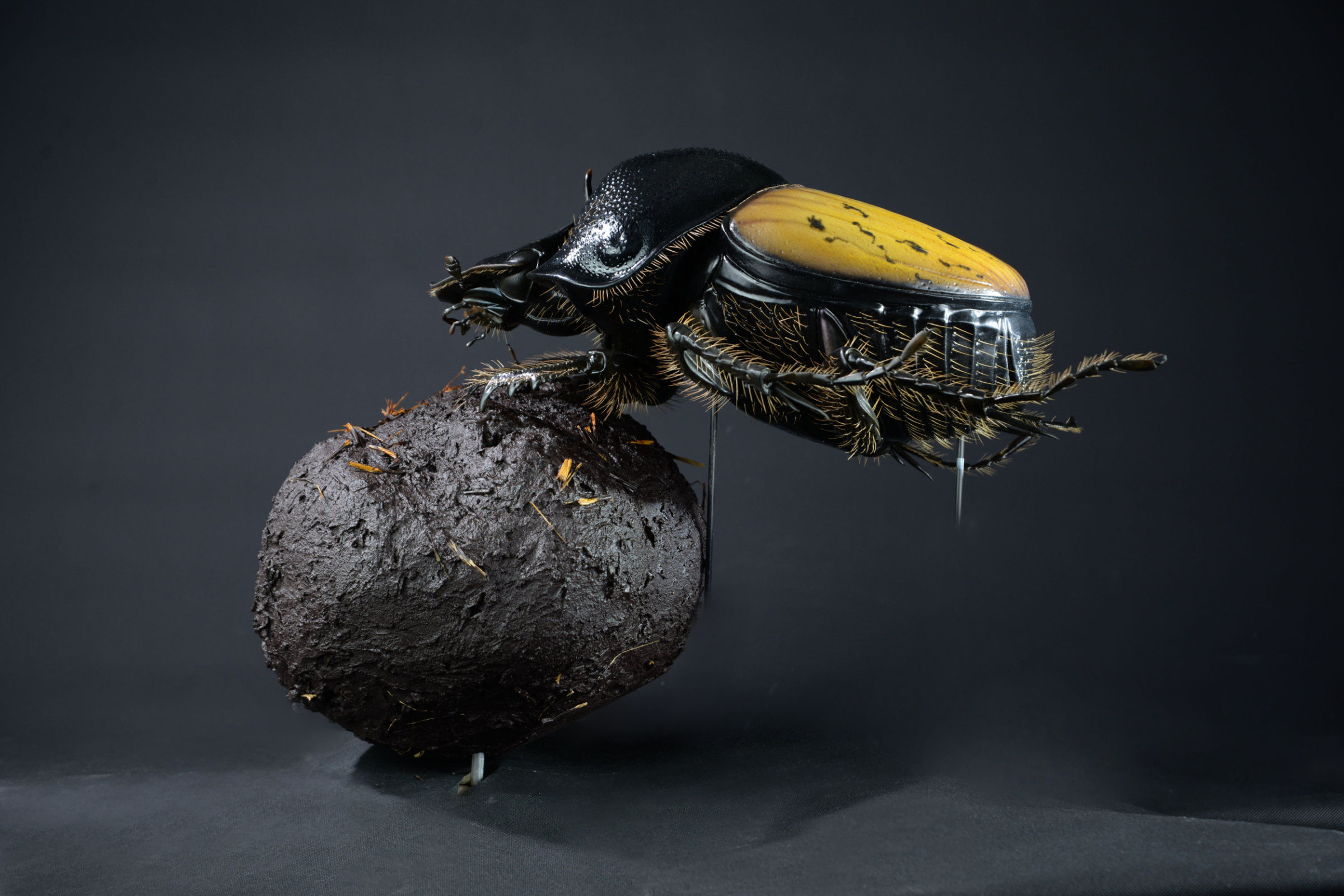 Insektenmodell,Dungkäfer,Dung,beetle,Onthophagus,gibbulus,45,cm