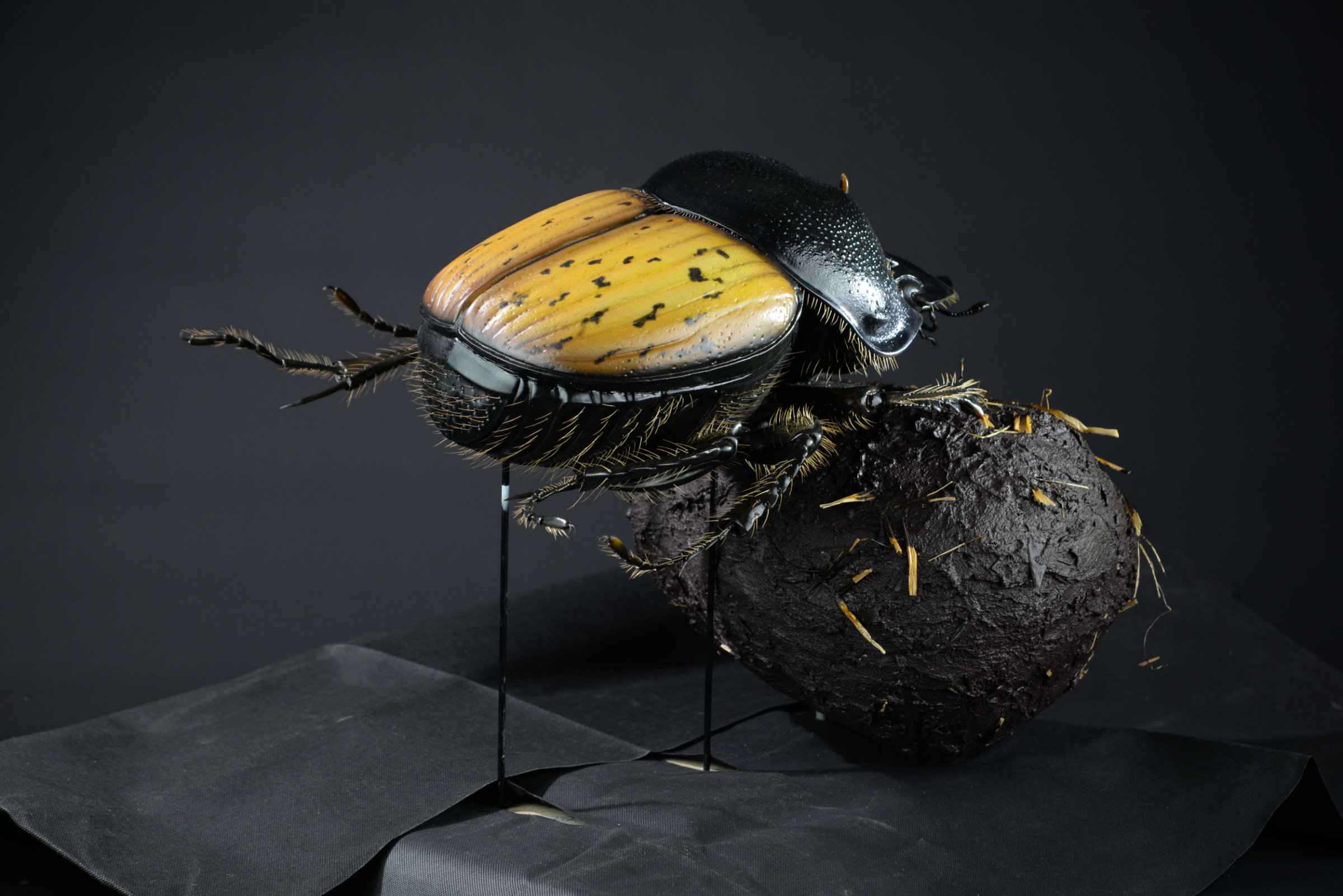 Insektenmodell,Dungkäfer,Dung,beetle,Onthophagus,gibbulus,45,cm