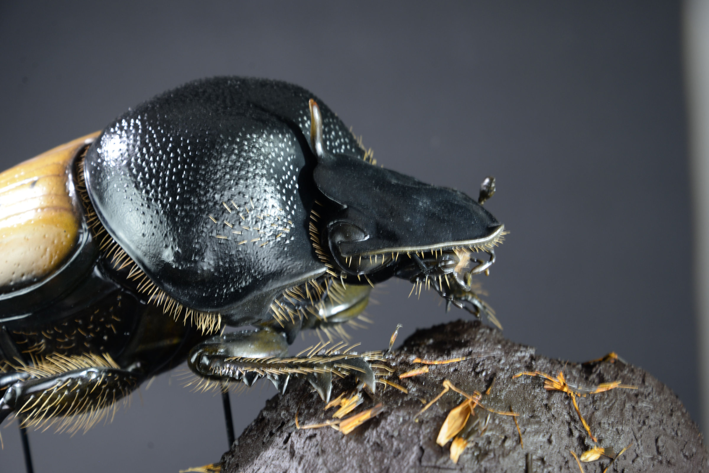 Insektenmodell,Dungkäfer,Dung,beetle,Onthophagus,gibbulus,45,cm