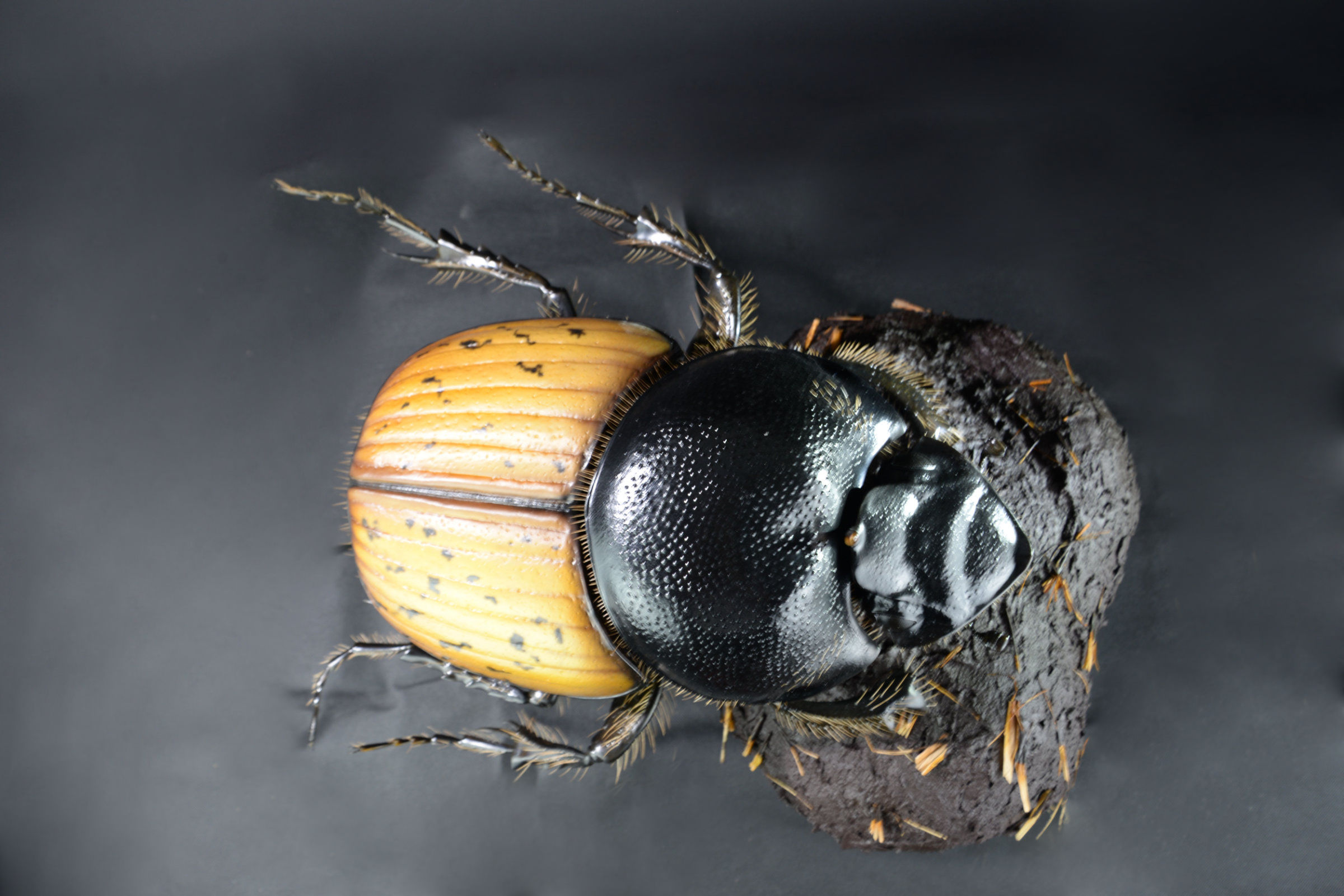 Insektenmodell,Dungkäfer,Dung,beetle,Onthophagus,gibbulus,45,cm
