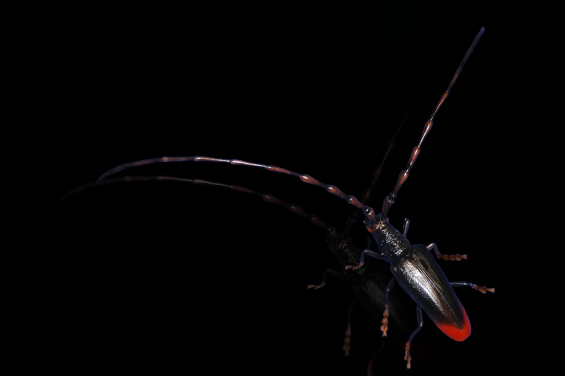 Eichenbock • Great Capricorn beetle • Cerambyx cerdo - 40 cm 