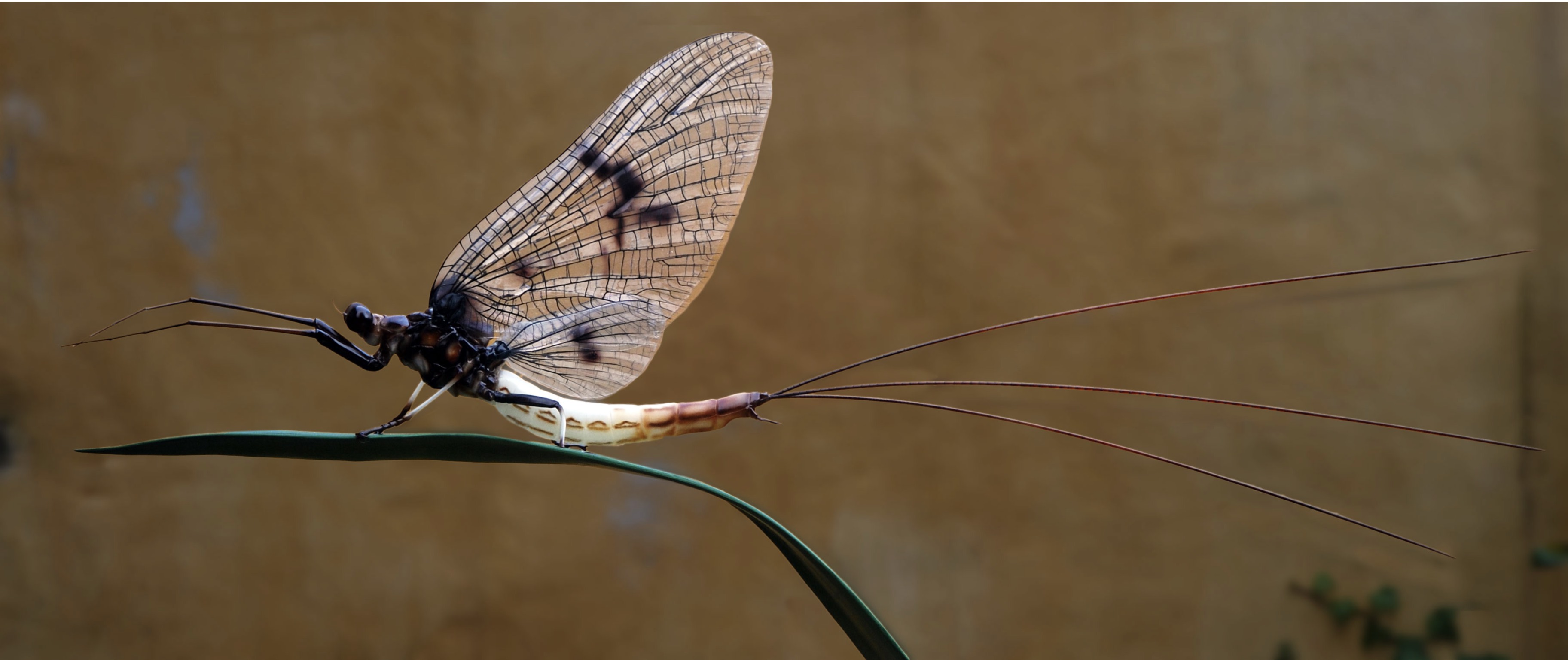 Insektenmodell,Eintagsfliege,Mayfly,Ephemera,danica,120,cm