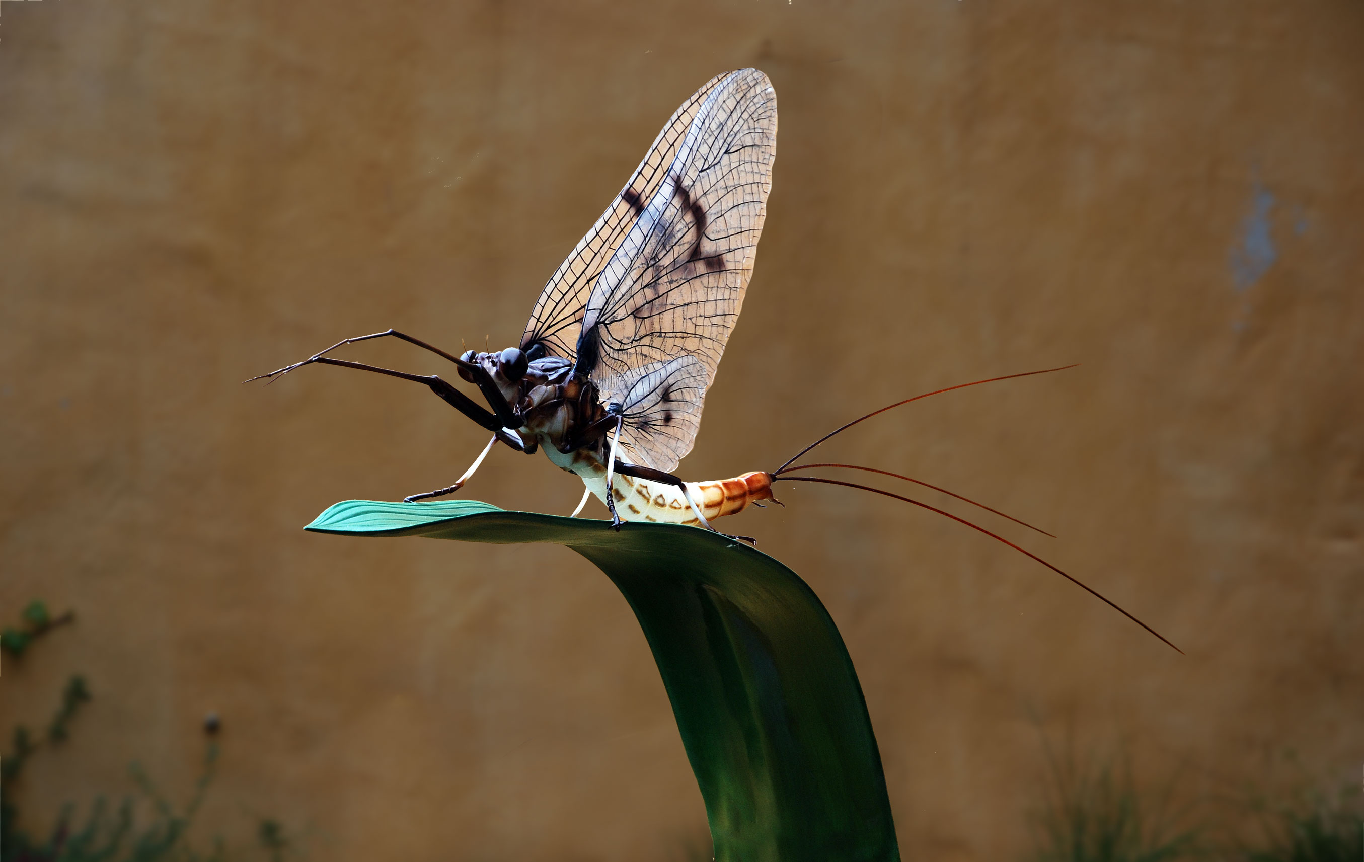 Insektenmodell,Eintagsfliege,Mayfly,Ephemera,danica,120,cm
