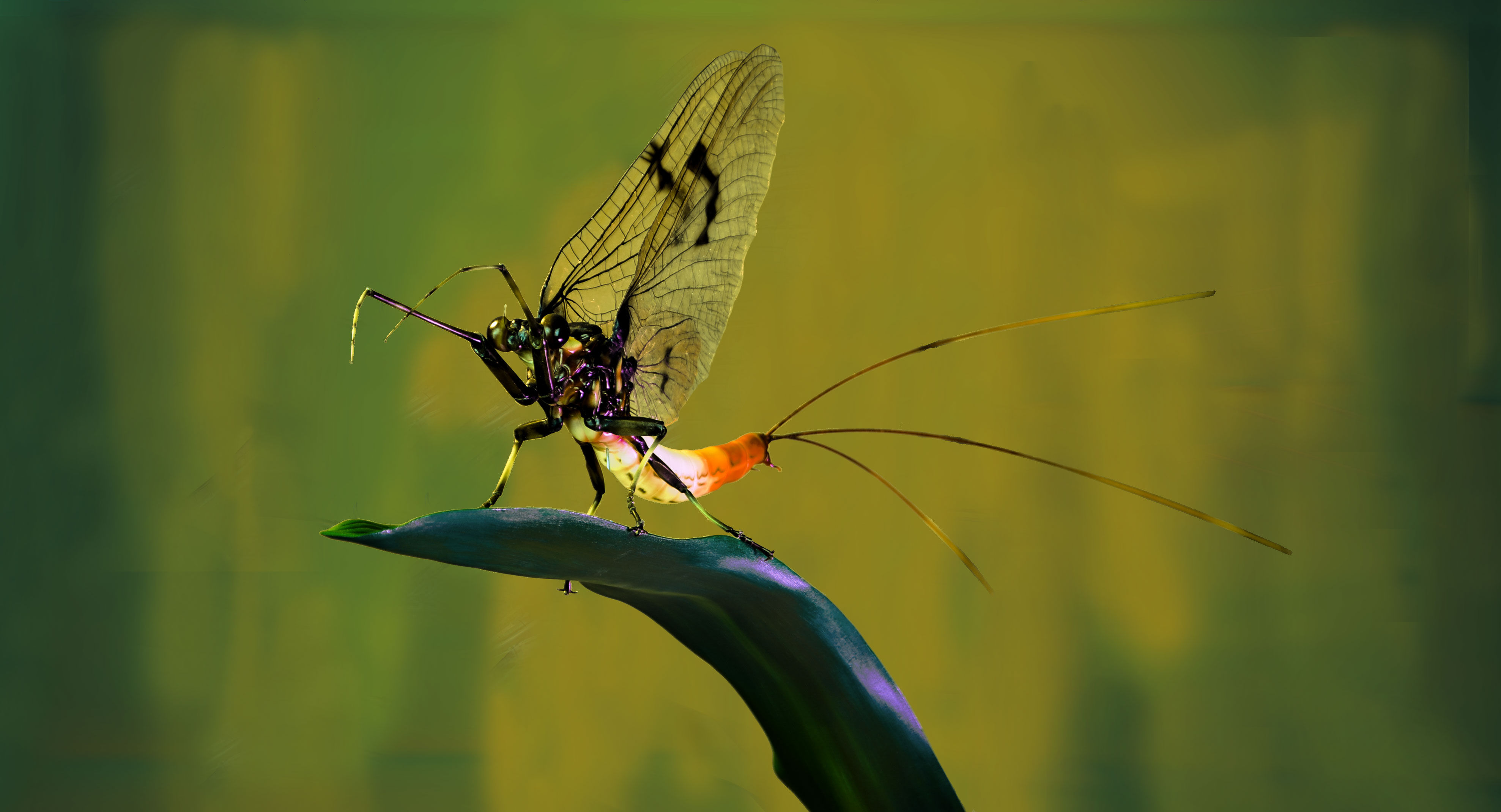 Insektenmodell,Eintagsfliege,Mayfly,Ephemera,danica,120,cm