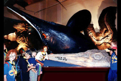 Fischsaurier, Kopf • Ichthyosaur, head • Ichthyosaurier - 500 cm