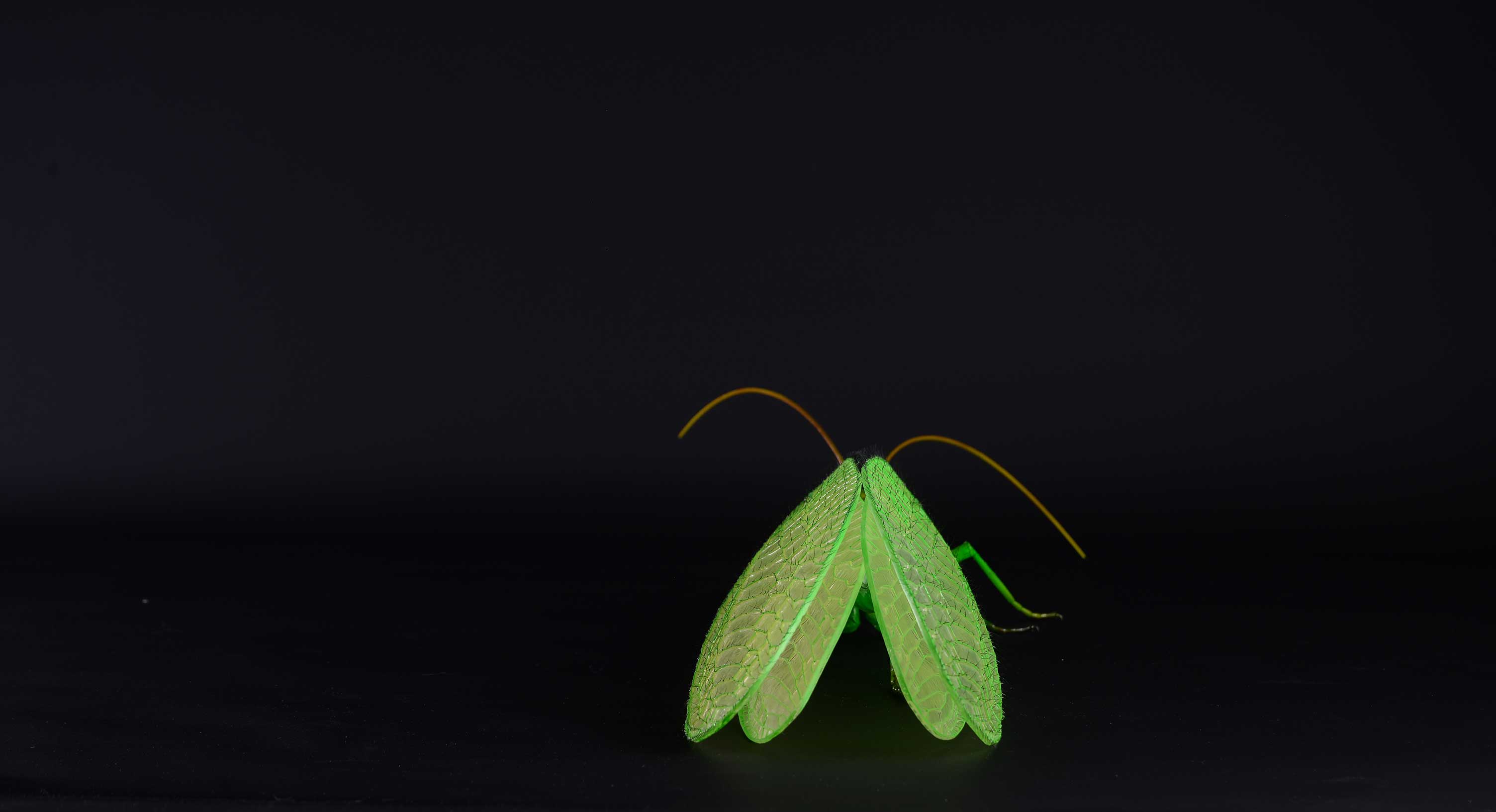 Florfliege • Green lacewing • Chrysoperla carnea&nbsp;- 45cm 