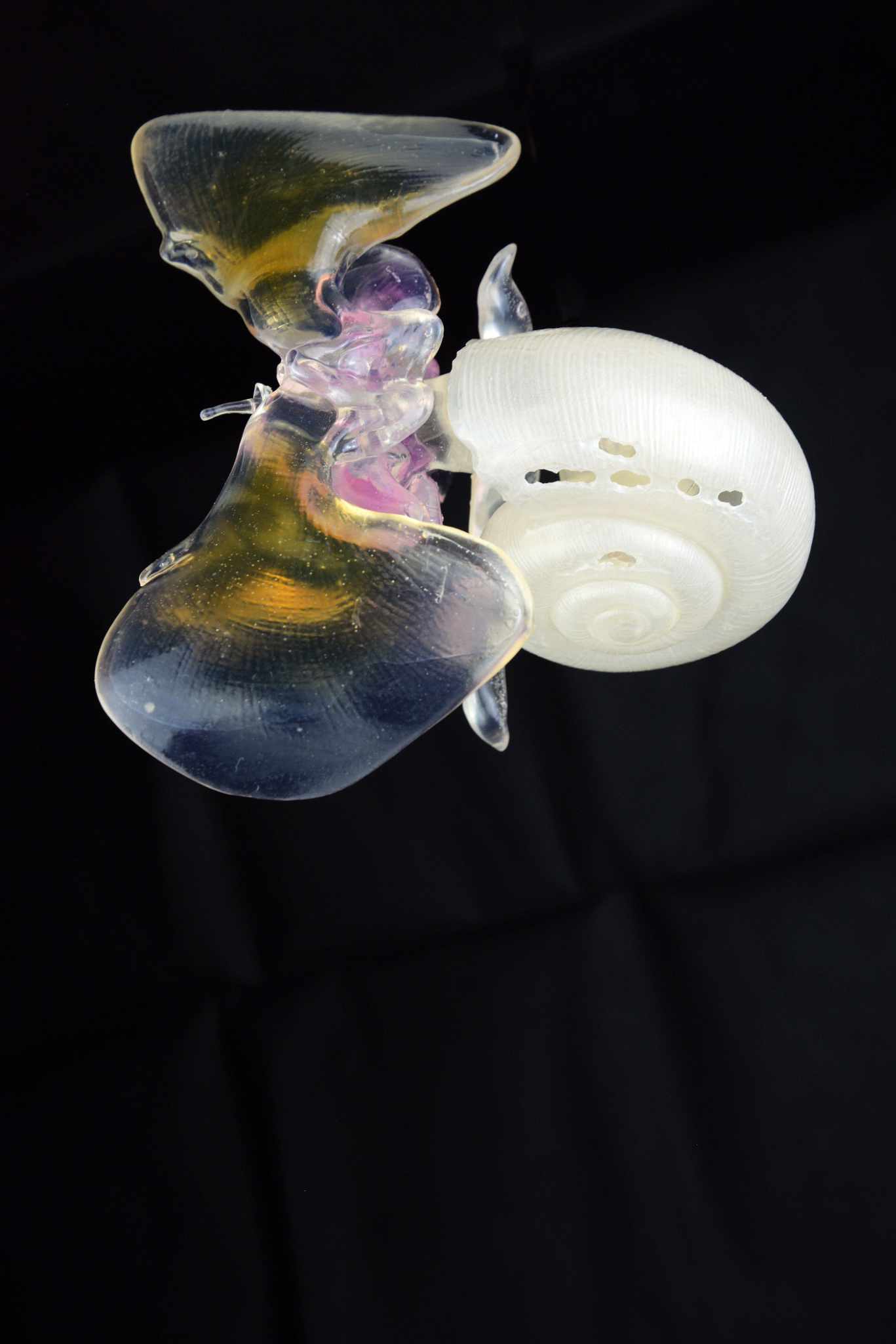 Flügelschnecke,krank • Sea butterfly,healthy • Limacina helicina - 40 cm 