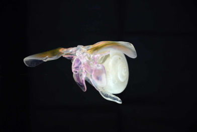 Flügelschnecke, krank • Sea butterfly, sick • Limacina helicina - 40 cm