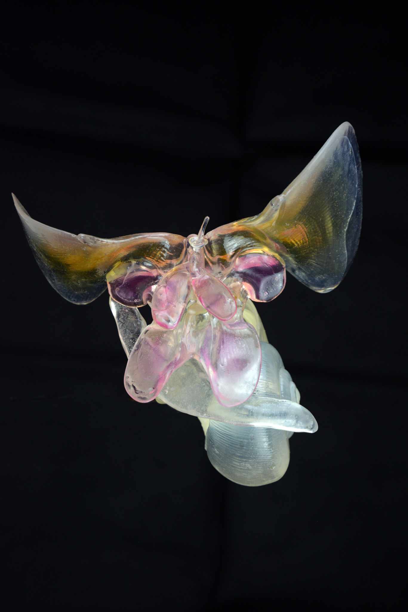 Flügelschnecke,gesund • Sea butterfly,healthy • Limacina helicina - 40 cm 