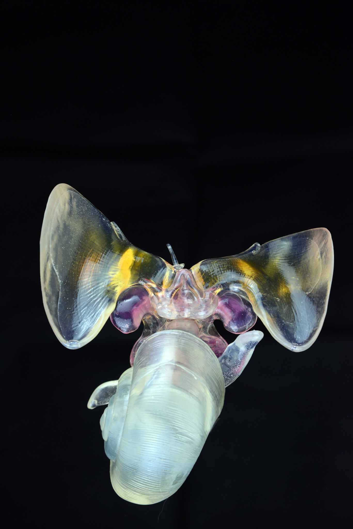 Flügelschnecke,gesund • Sea butterfly,healthy • Limacina helicina - 40 cm 