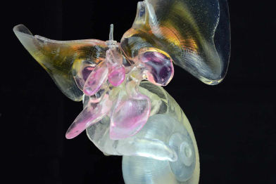 Flügelschnecke, gesund • Sea butterfly, healthy • Limacina helicina - 40 cm