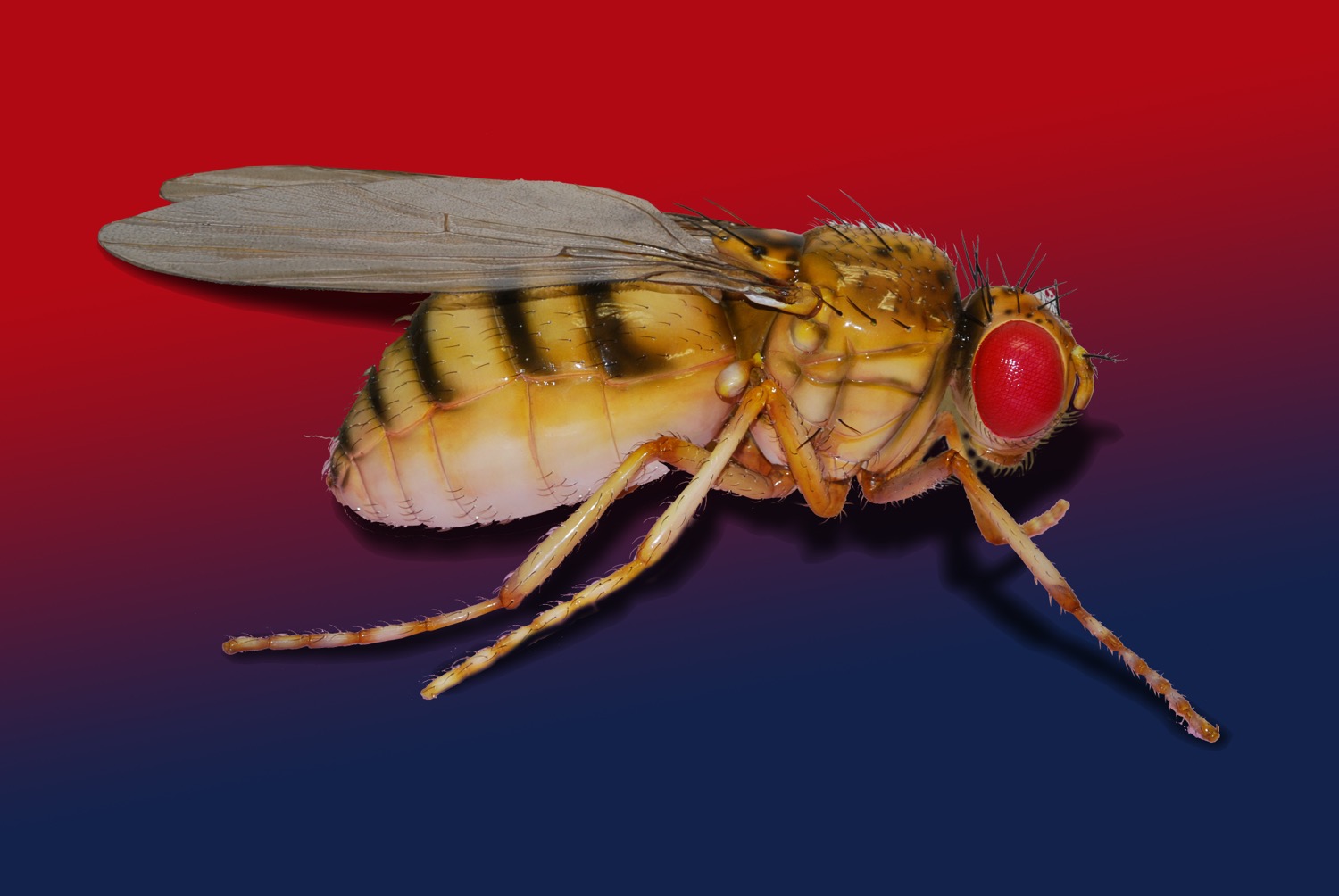 Fruchtfliege • Fruit fly • Drosophilidae - 60 cm 