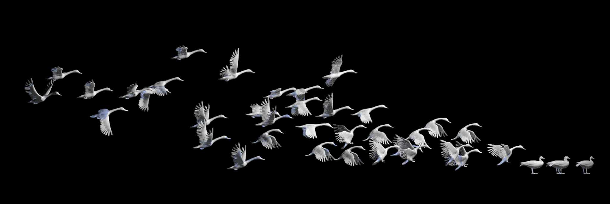 Gänseschwarm • Flock of geese • Anserinae - Spannweite 120 cm 