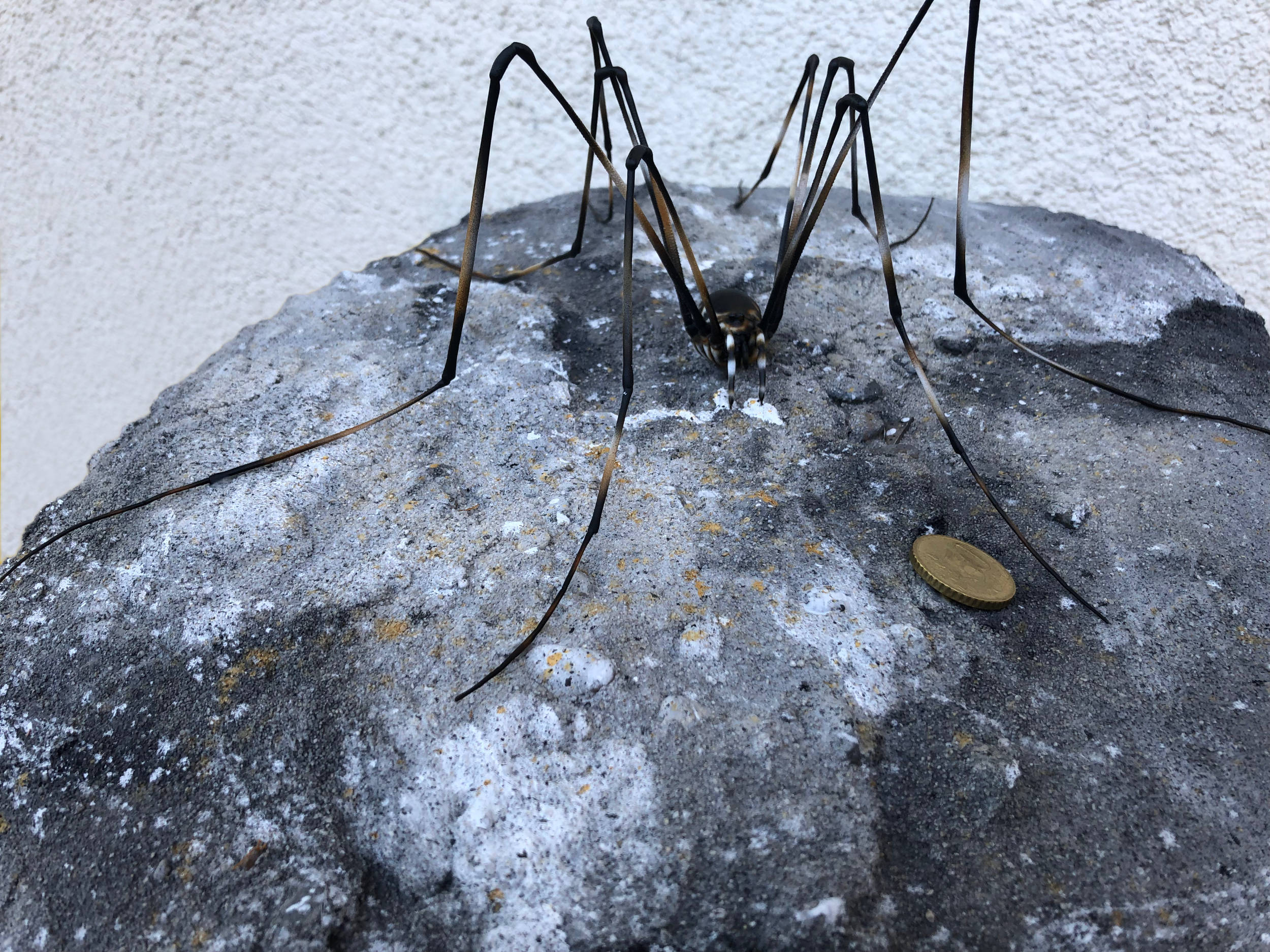 Gletscherweberknecht •&nbsp;Mitopus glacialis •&nbsp;Glacier weaver - 30 cm 