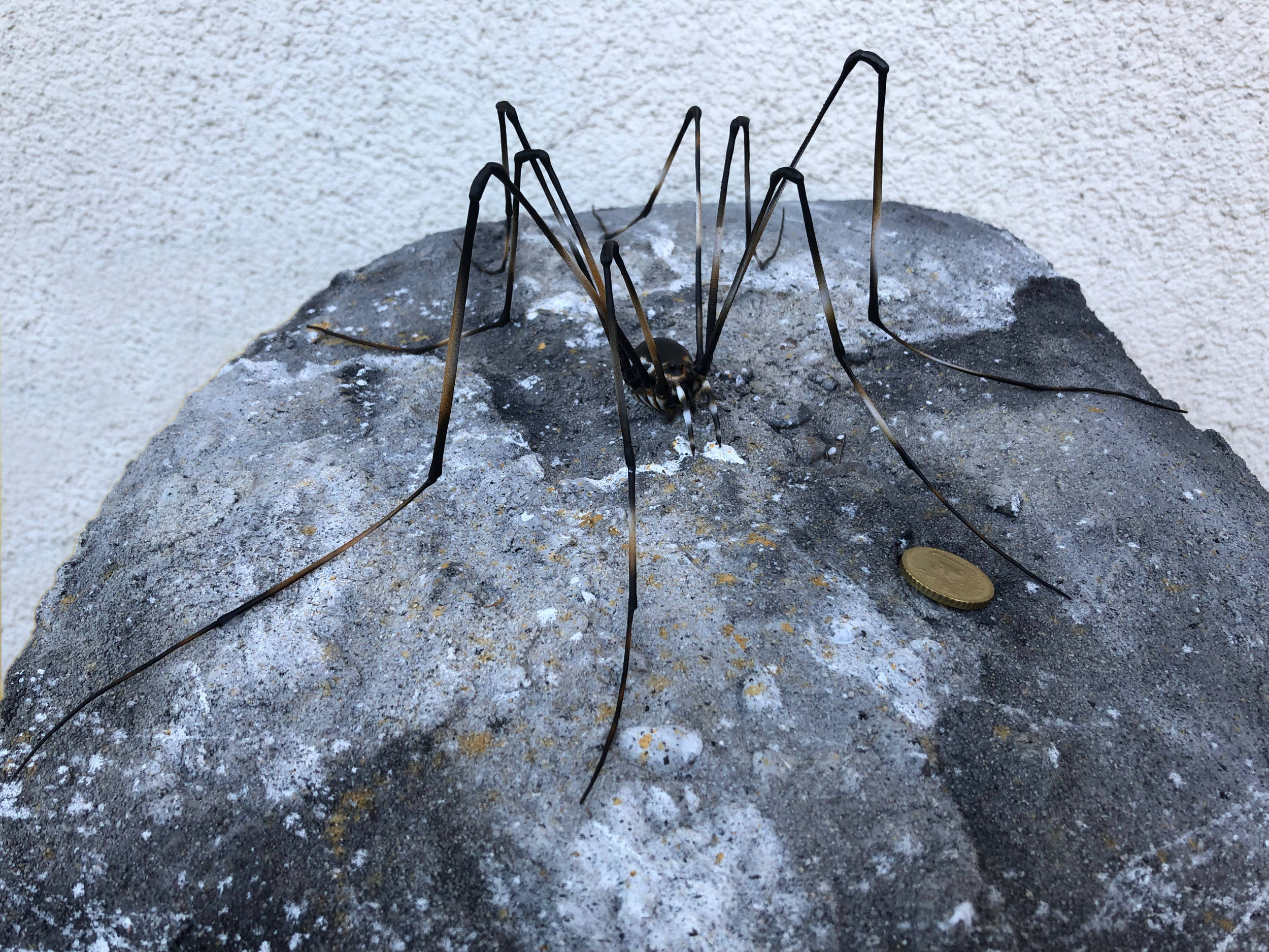 Gletscherweberknecht •&nbsp;Mitopus glacialis •&nbsp;Glacier weaver - 30 cm 