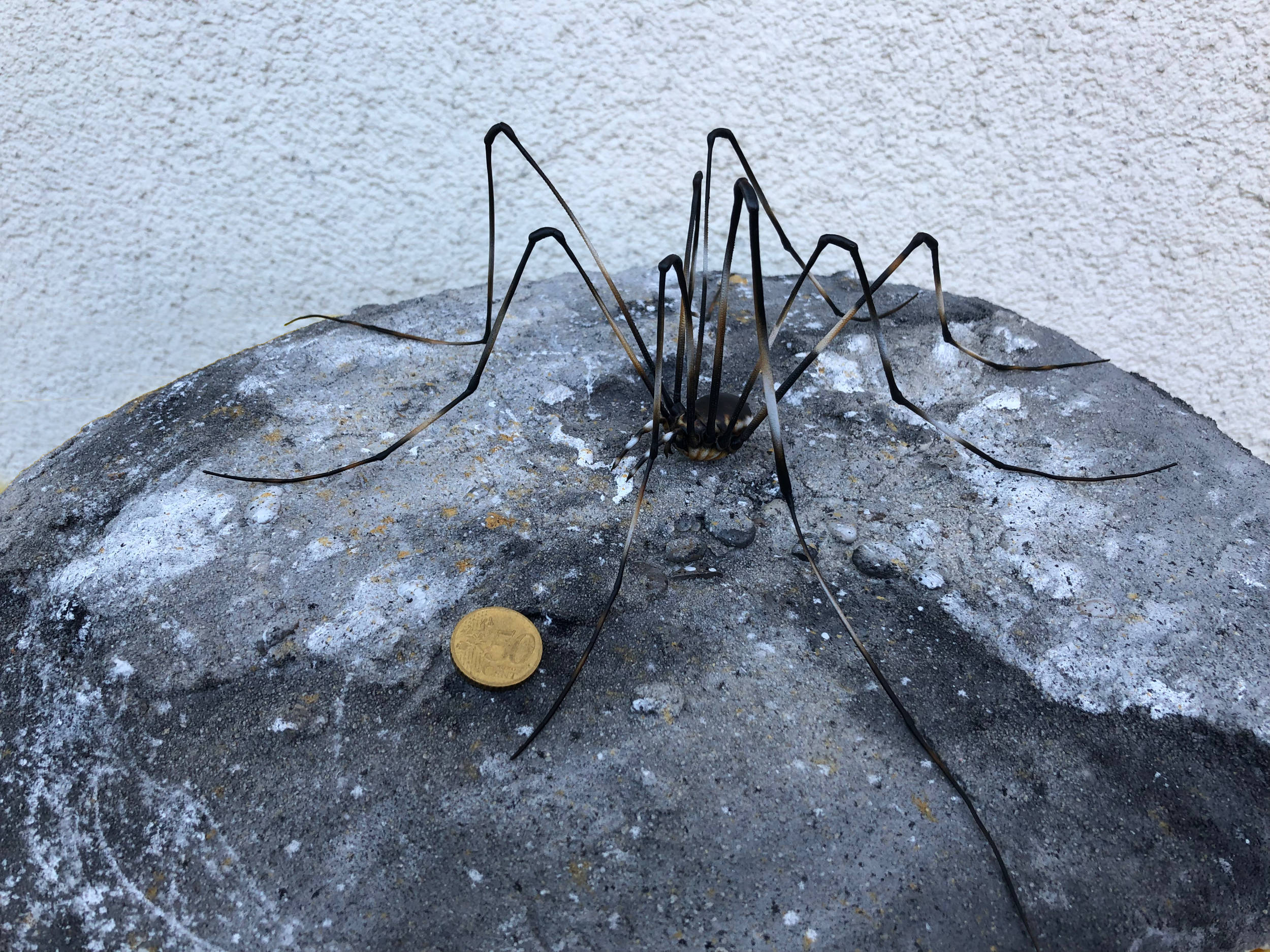 Gletscherweberknecht •&nbsp;Mitopus glacialis •&nbsp;Glacier weaver - 30 cm 