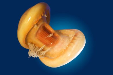 Glochidium • Glochidium • Glochidium - 55 cm