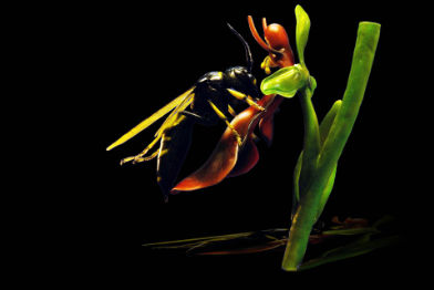 Grabwespe auf Fliegenragwurz • Digger wasp • Spheciformes on Ophrys insectifera - 50 cm