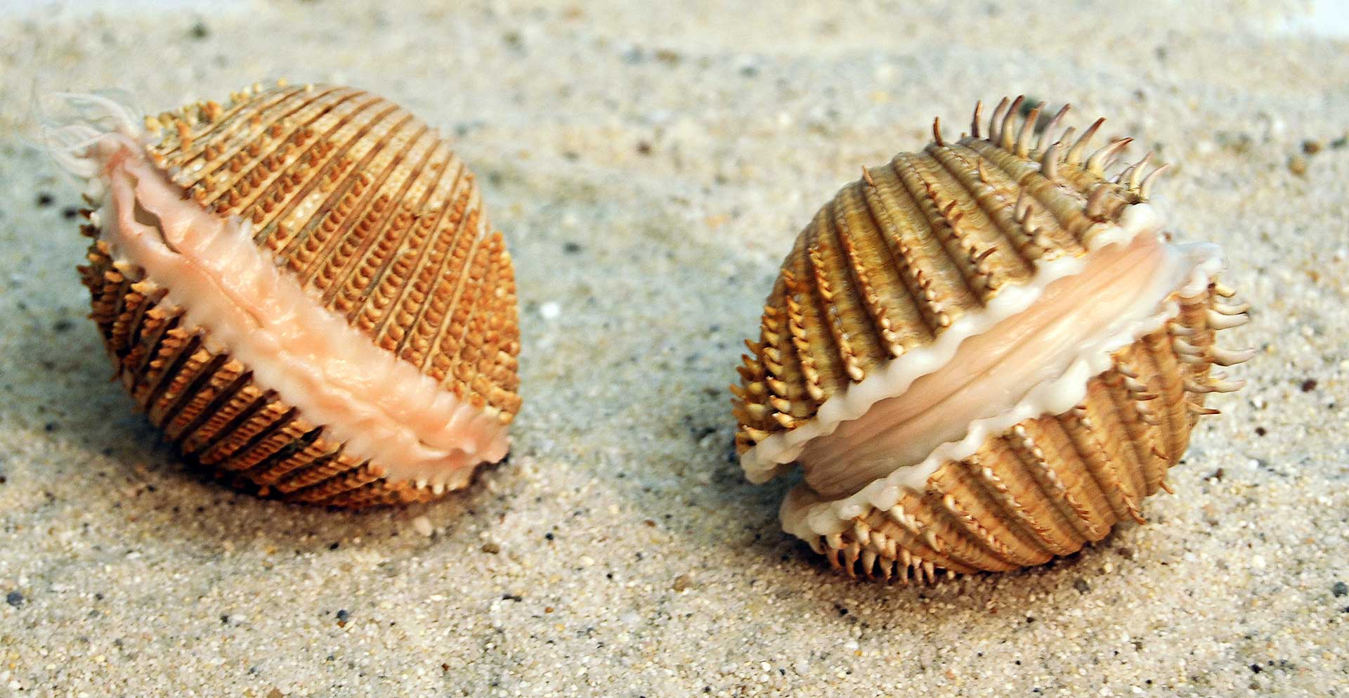 Grosse-und-Stachelige-Herzmuschel, Acanthocardia echinata - aculeata