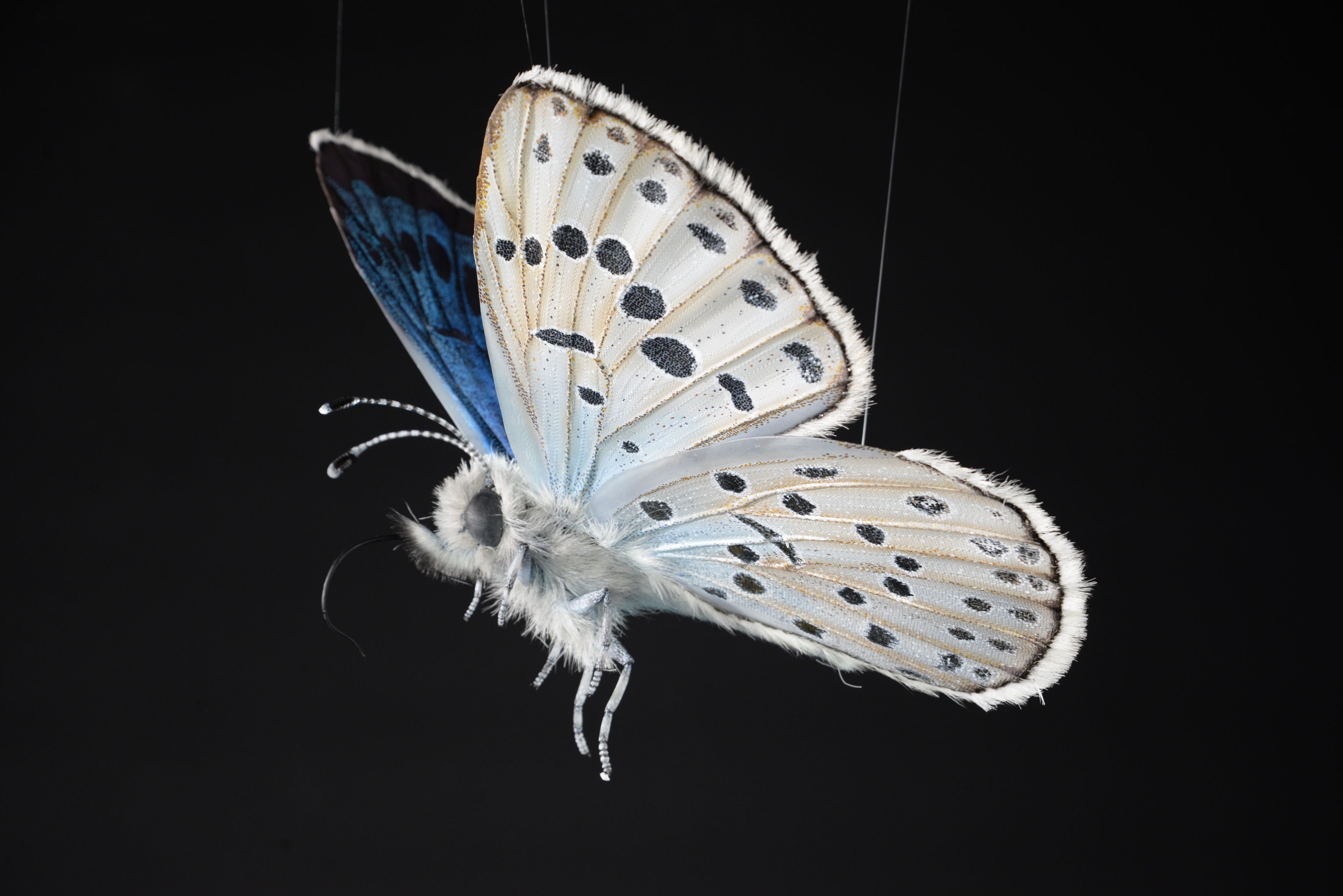 Hauhechel-Bläuling • European common blue • Polyommatus icarus - 40 cm 