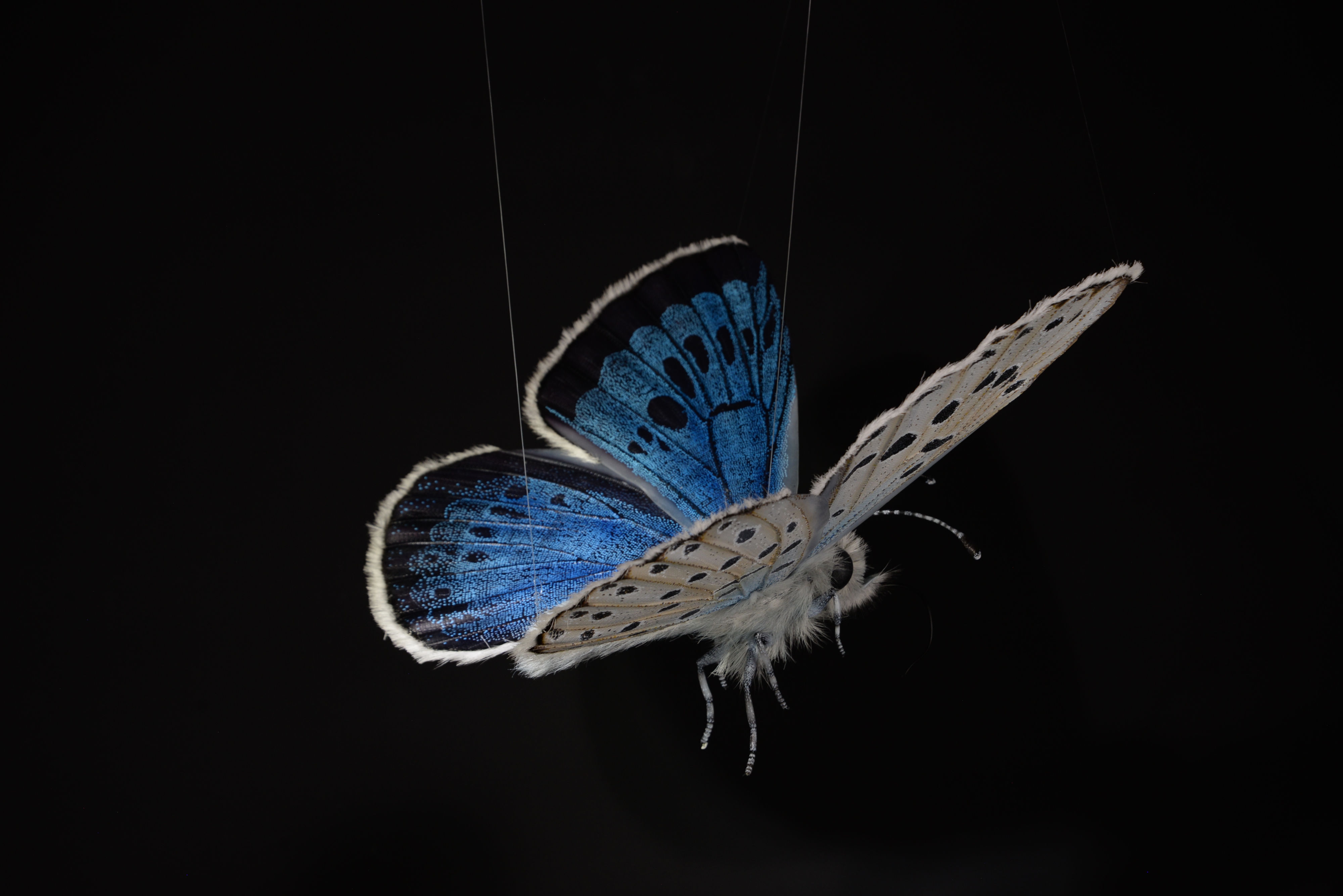Hauhechel-Bläuling • European common blue • Polyommatus icarus - 40 cm 