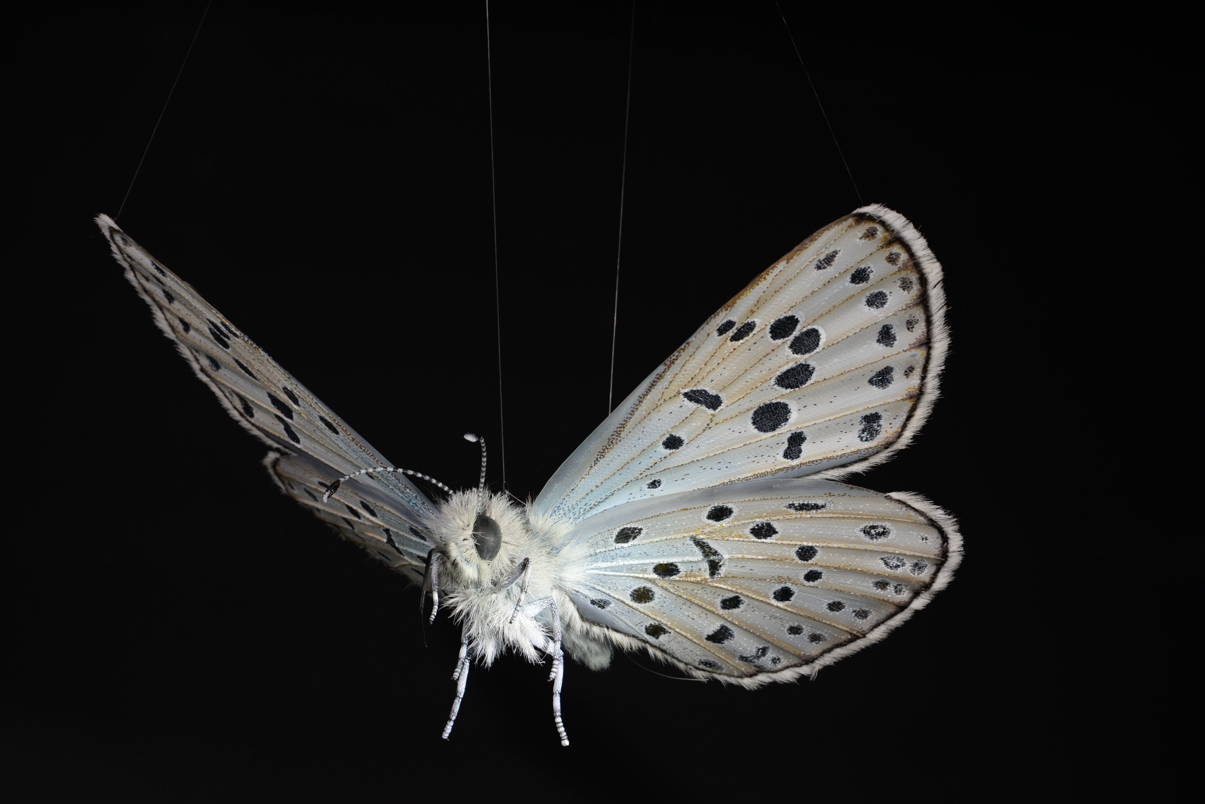 Hauhechel-Bläuling • European common blue • Polyommatus icarus - 40 cm 