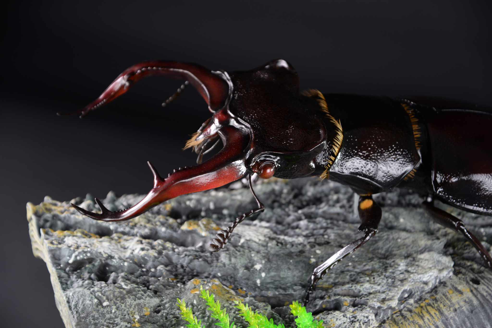 Hirschkäfer • European stag beetle • Lucanus cervus - 50 cm 