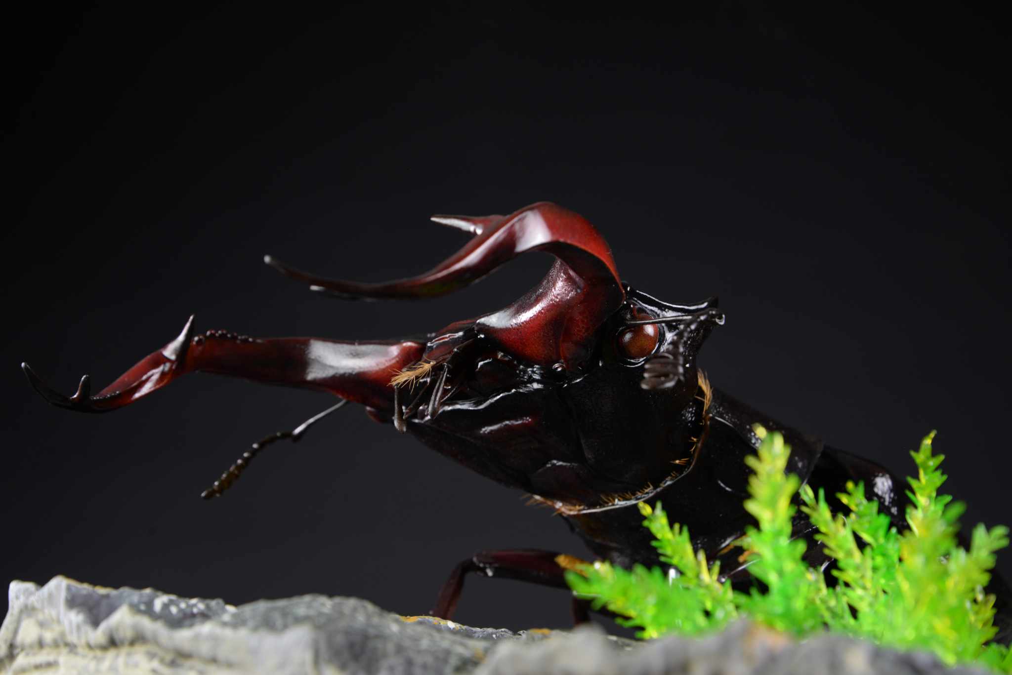 Hirschkäfer • European stag beetle • Lucanus cervus - 50 cm 