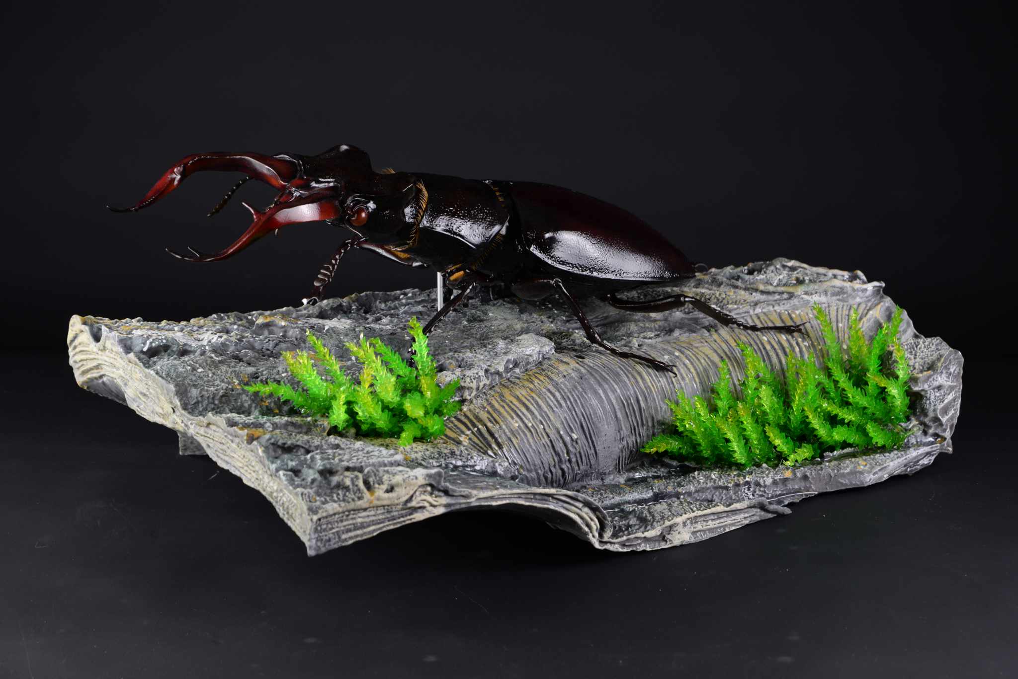 Hirschkäfer • European stag beetle • Lucanus cervus - 50 cm 